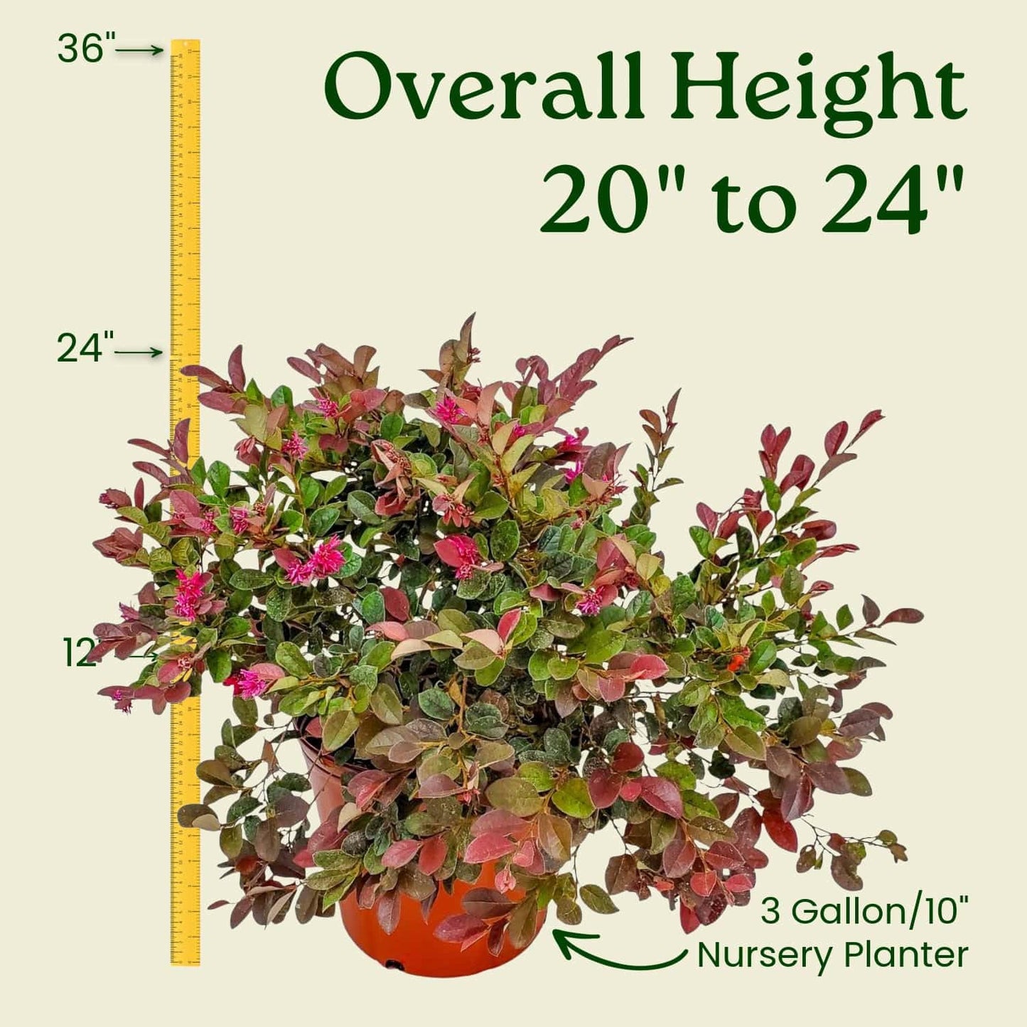 Loropetalum Plant - Plum Delight - Live Tropical Foliage Plant - Overall Height 20" to 24" - Tropical Plants of Florida (Plant Only)