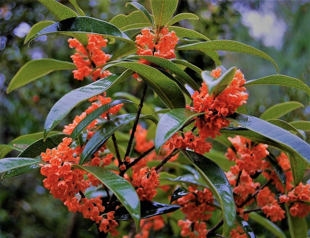 Live Plant - Red Flowering Fragrant Tea Olive (Osmanthus) - Starter Plant