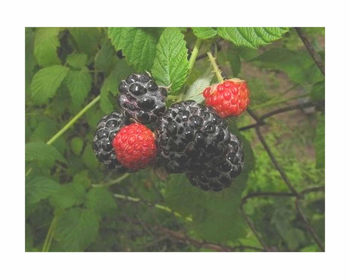 Brazos Heirloom Low Chill Cultivated BlackBerry - Rubus Live Berry Plant - Large Sweet Fruit - Thorny Canes- Warm Climate - 8-12 Inches Tall - 4 Inch Pot