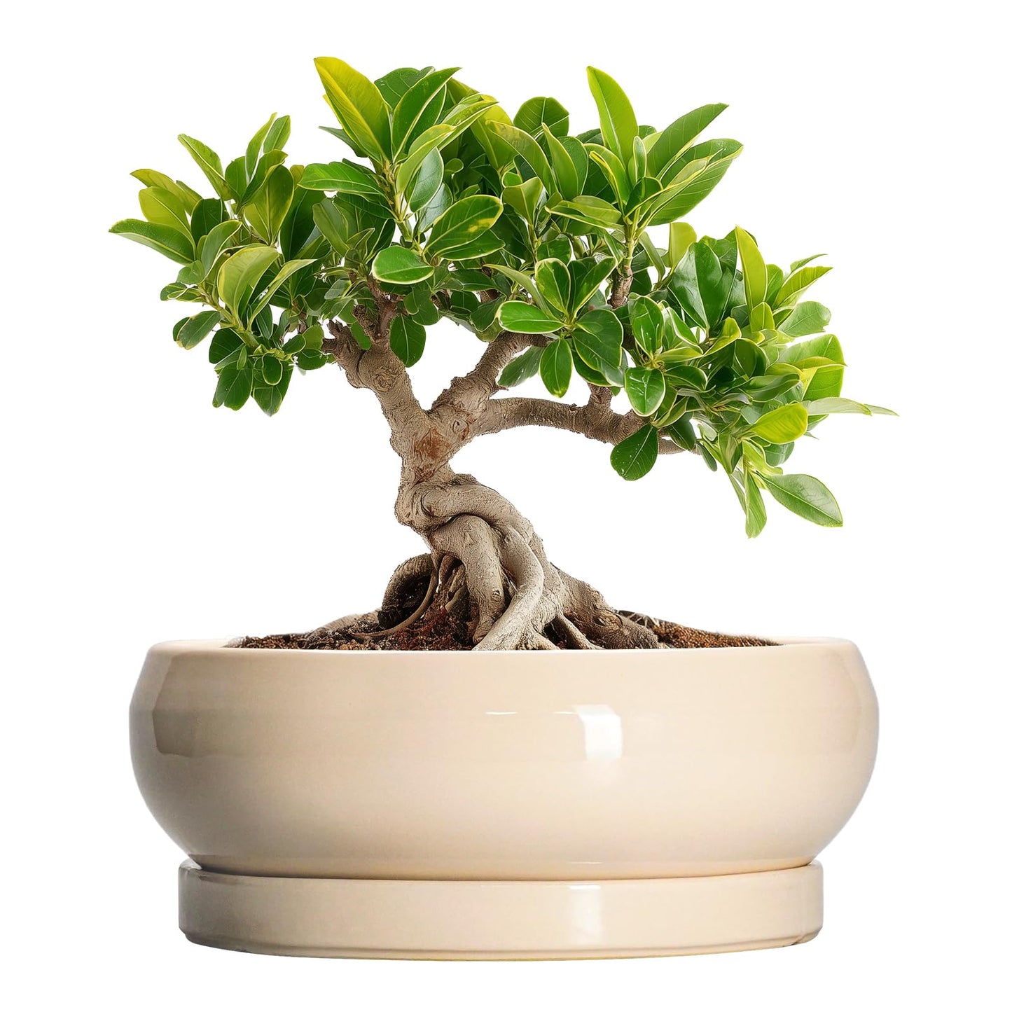 EPFamily Small Bonsai Pots - 6 Inch Ceramic Succulent Planters for Indoor Plant Outdoor, Shallow Planter with Drainage Hole and Saucer, Round Succulent Pots, Kitchen Decor, Gifts for Women Men, Beige