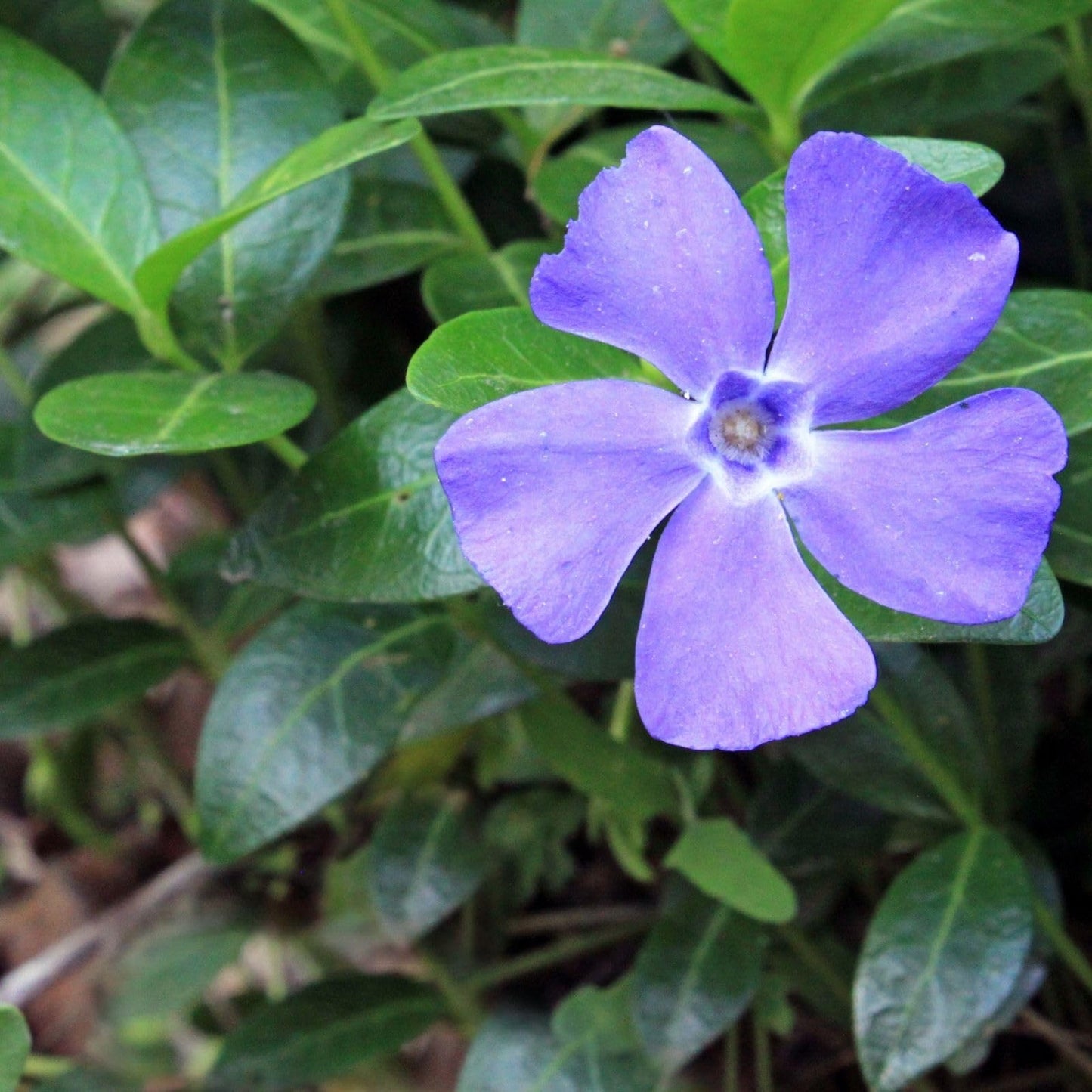 Clovers Garden Creeping Myrtle Periwinkle Plants - Two (2) Live Plants - Non-GMO - Each 4" to 8" Tall - in 4" Pots - Vinca Minor Perennial Ground Cover, Deer Resistant