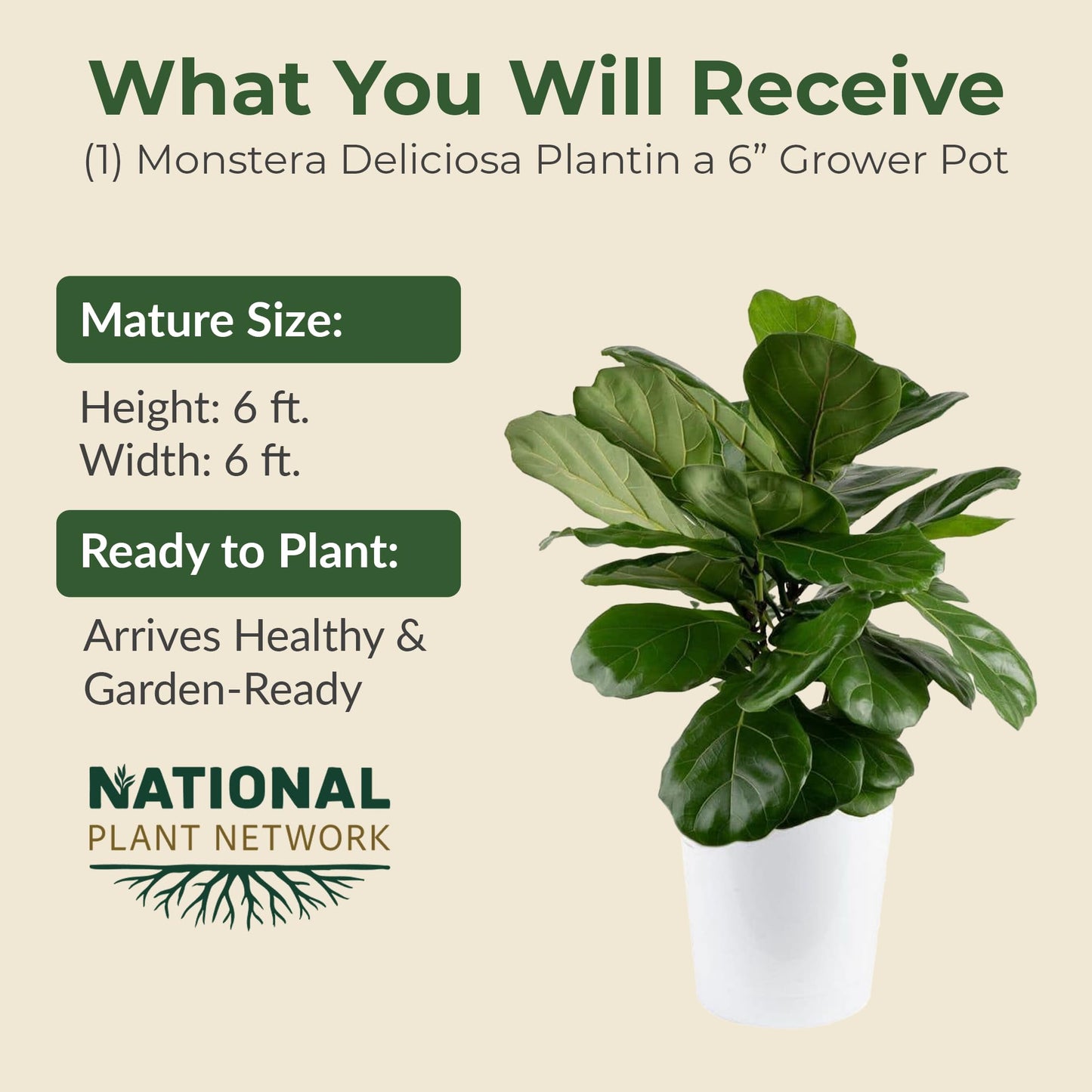 6 in. Swiss Cheese Plant Monstera Plant - Monstera Live Plant W/Large Glossy Split Leaves - Part Shade Monstera Houseplant for Office, Living Rooms, or Bedrooms & More (Includes Grower Pot)