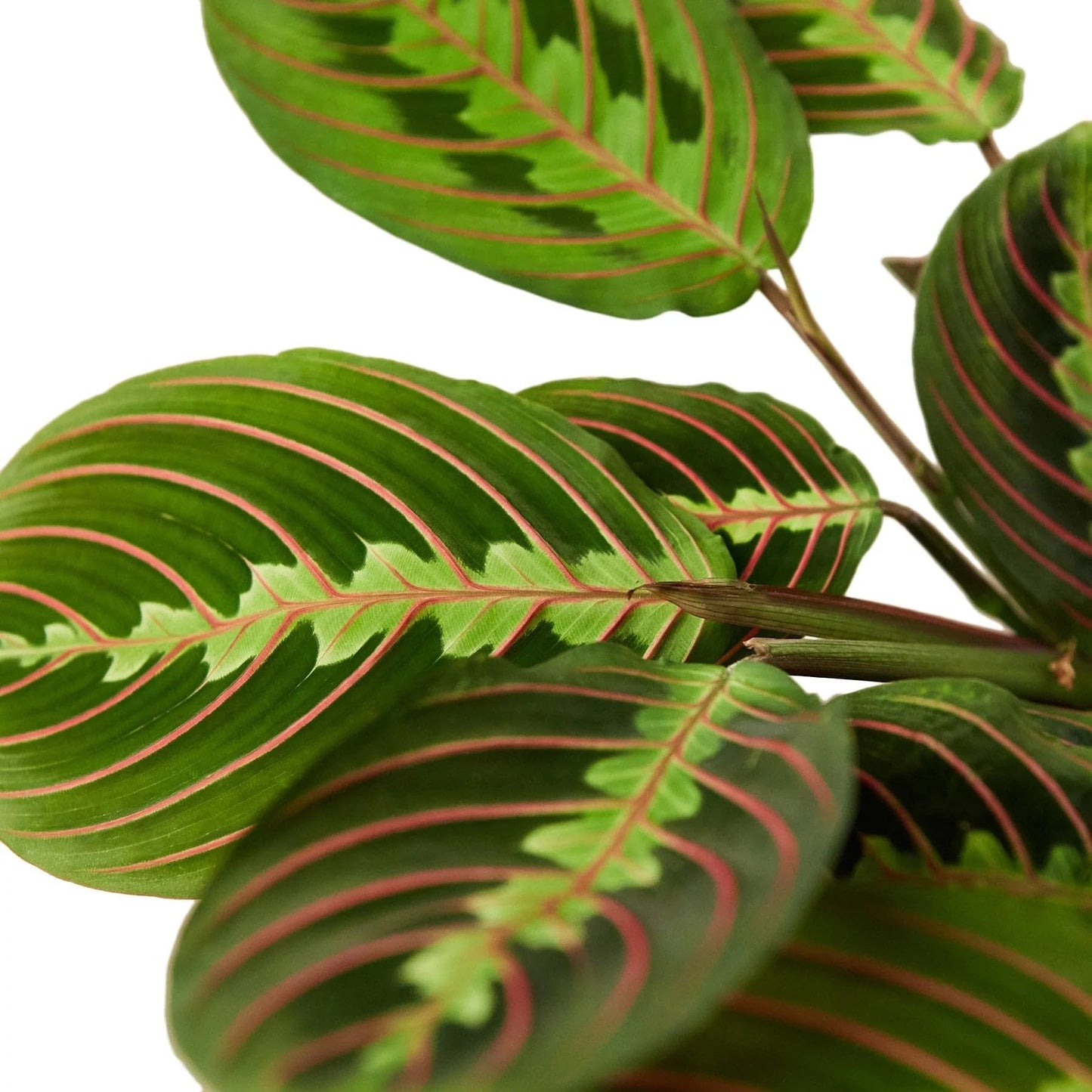 Maranta Red Prayer | Live Plant for Indoor & Outdoor | for Living Room, Office, Bathroom | (3" Pot)