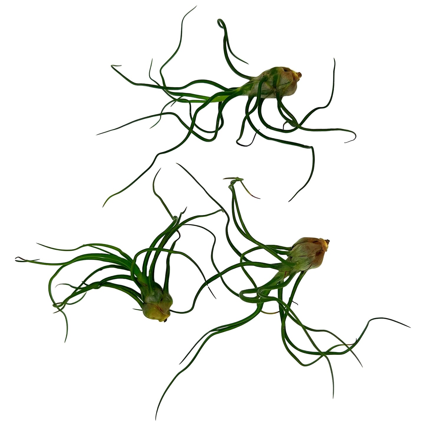 ragnaroc Air Plants - Flowering Tillandsia Bulbosa Guatemala, Large 3-5" - 3ct - Live Arrival Guaranteed - House Plants for Home Decor & Gift