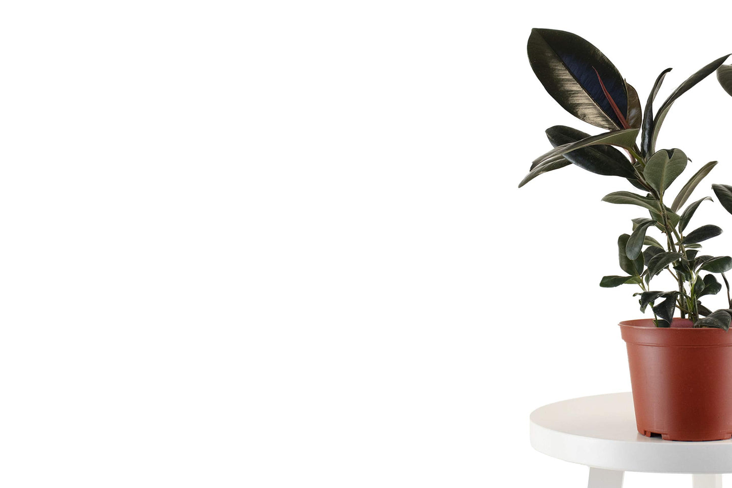 Leaf & Linen 6" Grow Pot, Live Indoor/Outdoor-Air Houseplant and Office Décor | Bright Light Collection, 6 INCH, Rubber Tree-Ficus Burgundy