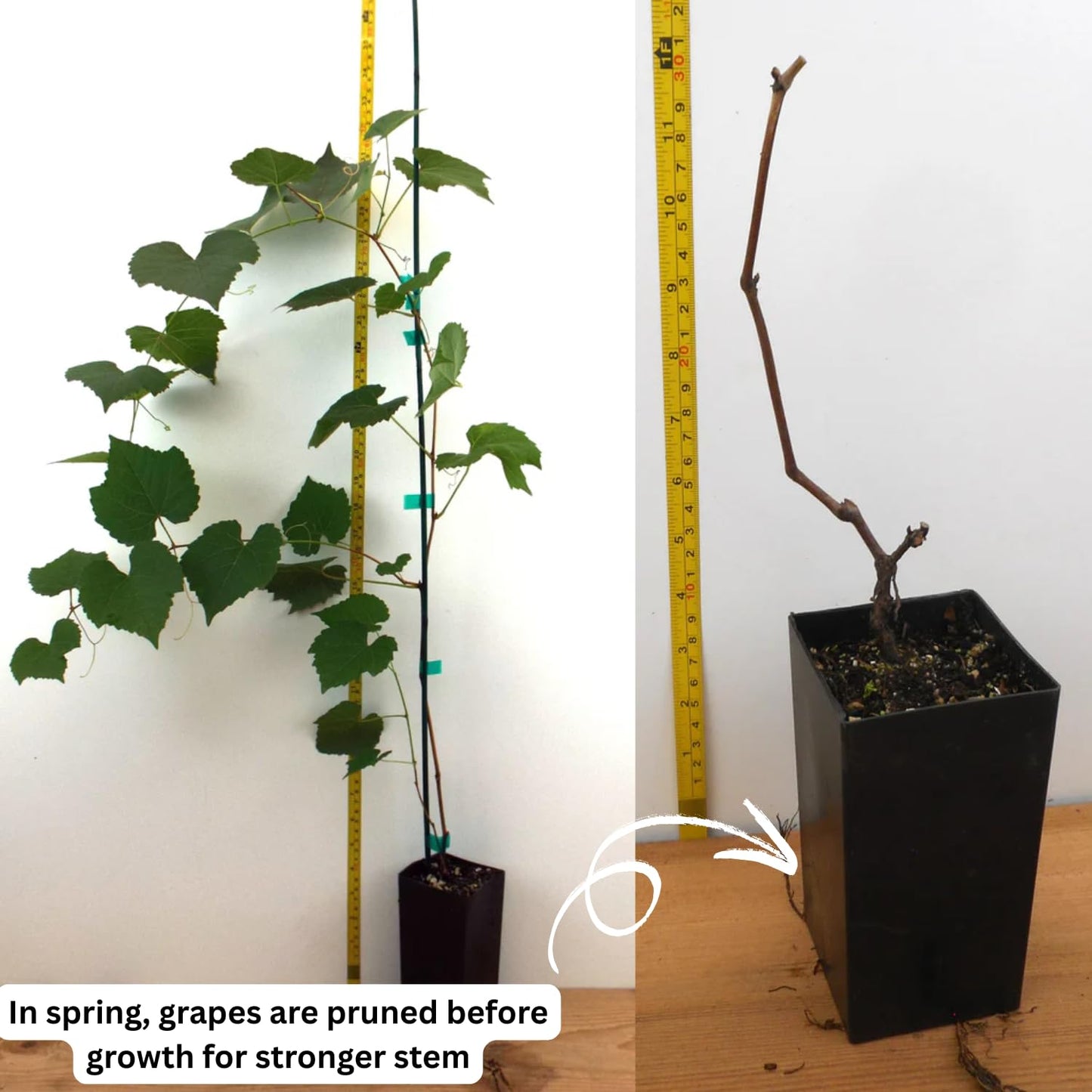Red Grape Vine Plant Live for Planting 1 to 2 Years Old, Bunch Grape Plant Live Grape Tree, Grape Fruit Tree for Planting