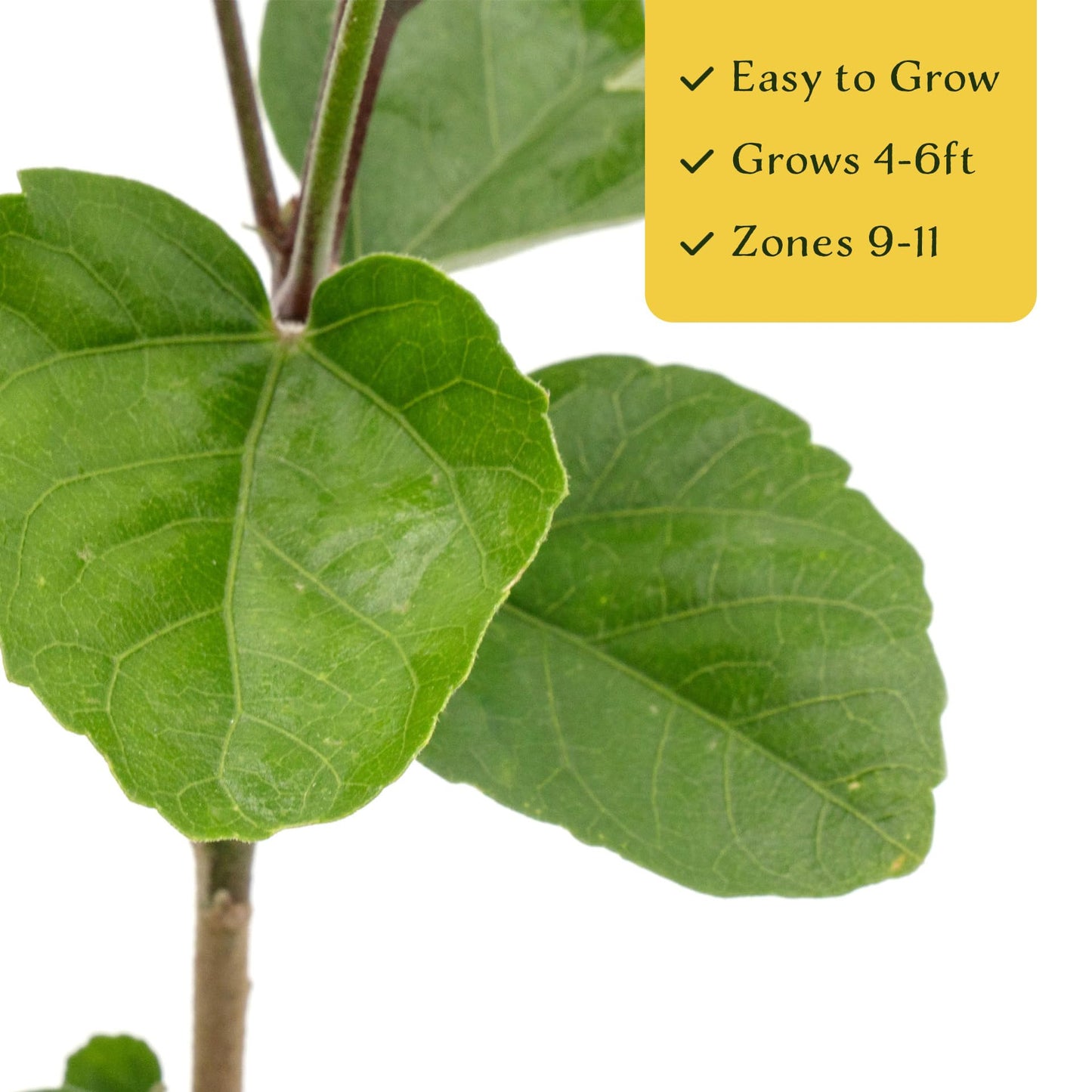 2 Angus Galt Hibiscus in 3.5" Nursery Cubes | Hibiscus ‘Angus Galt’ | Tropical Pink Flowering Shrub for Containers, Patios & Gardens | Live Starter Plants
