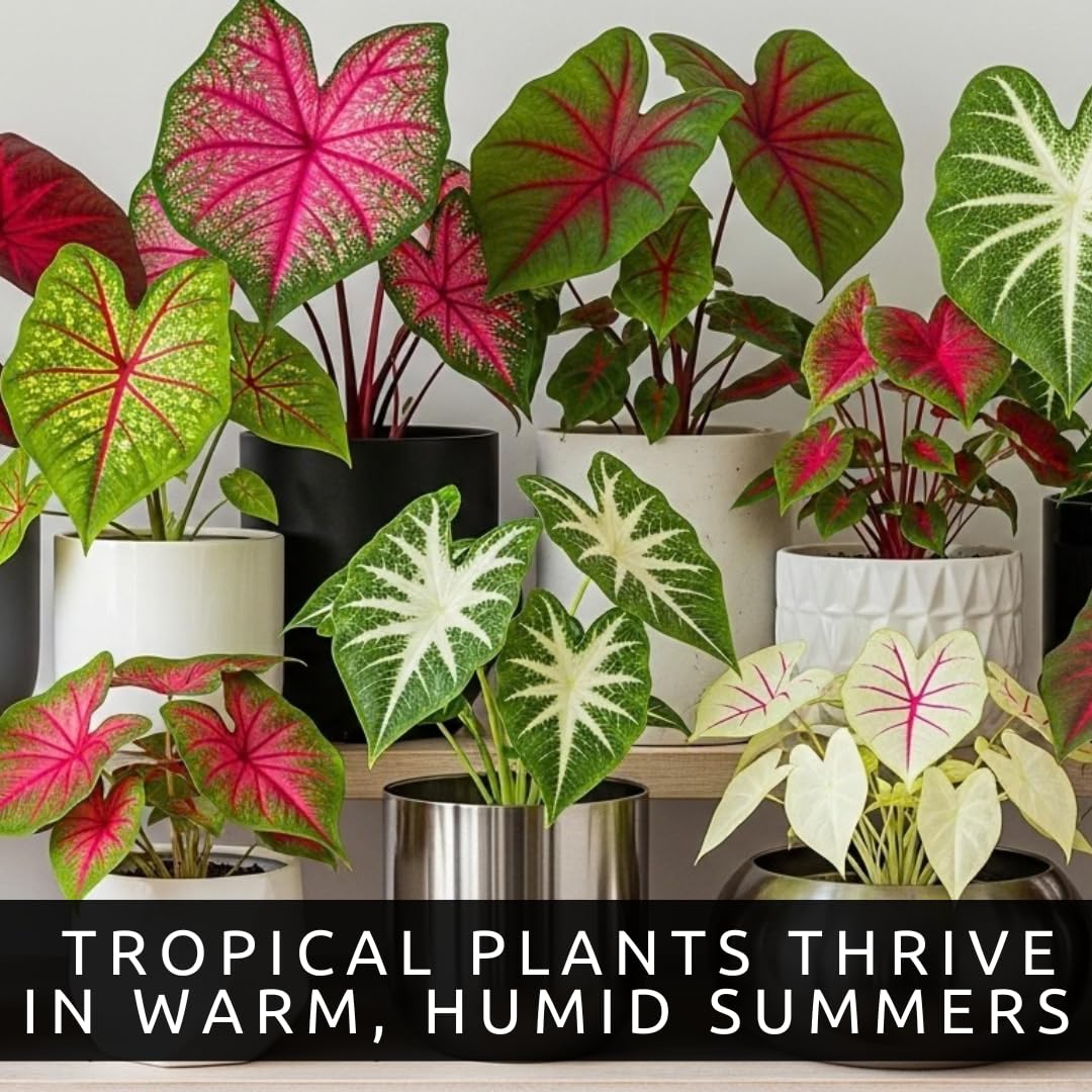 Caladium Bulbs for Planting - Mixed Colors, Growers Choice - Long Blooming Blend (12 Bulbs)