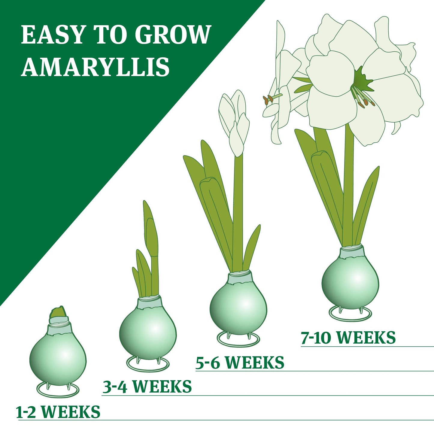 Tickled Pink Waxed Amaryllis Flower Bulb with Stand, No Water Needed