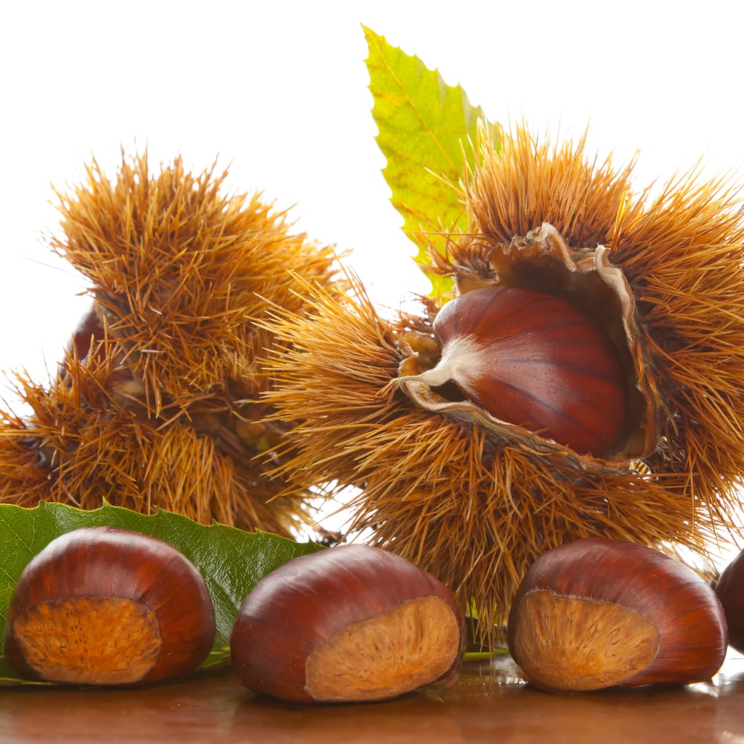 3 Years Old Chestnut Tree Live Plant, 2-3 Feet in 3 Gallon Well Rooted, Cold Hardy Chesnut Plant for Outdoor Spring Planting, No Ship to CA