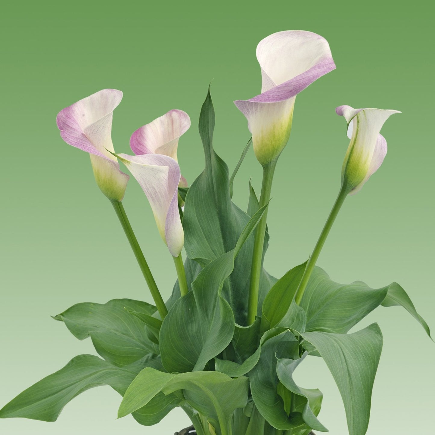 Pink Calla Lily Pink Melody | Pink Calla Lily Blooms - 3 Large Zantedeschia Flower Bulbs for Planting | Ships from Easy to Grow TM