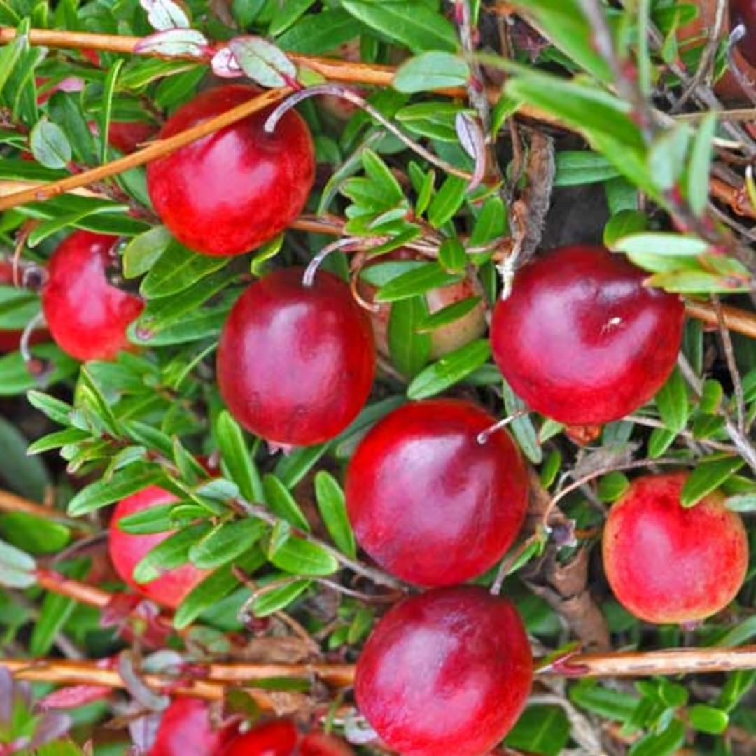 Cranberry Trees Plant Live in 3 Inch Pot, Low Bush Groundcover, Red Cranberries Tree Viburnum Plant, Edible Cranberry Tree Live for Growing