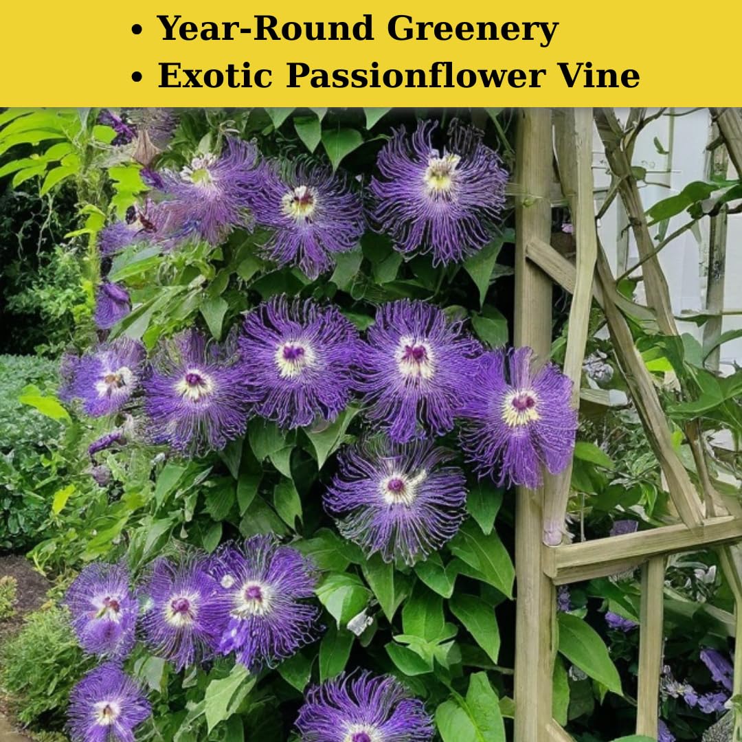 2 Count Purple Passion Flower Vine Live Plant | Maypop Plant | Passiflora Incarnata Live Plant | 4 to 8 Inch Tall | Well-Rooted for Home & Garden