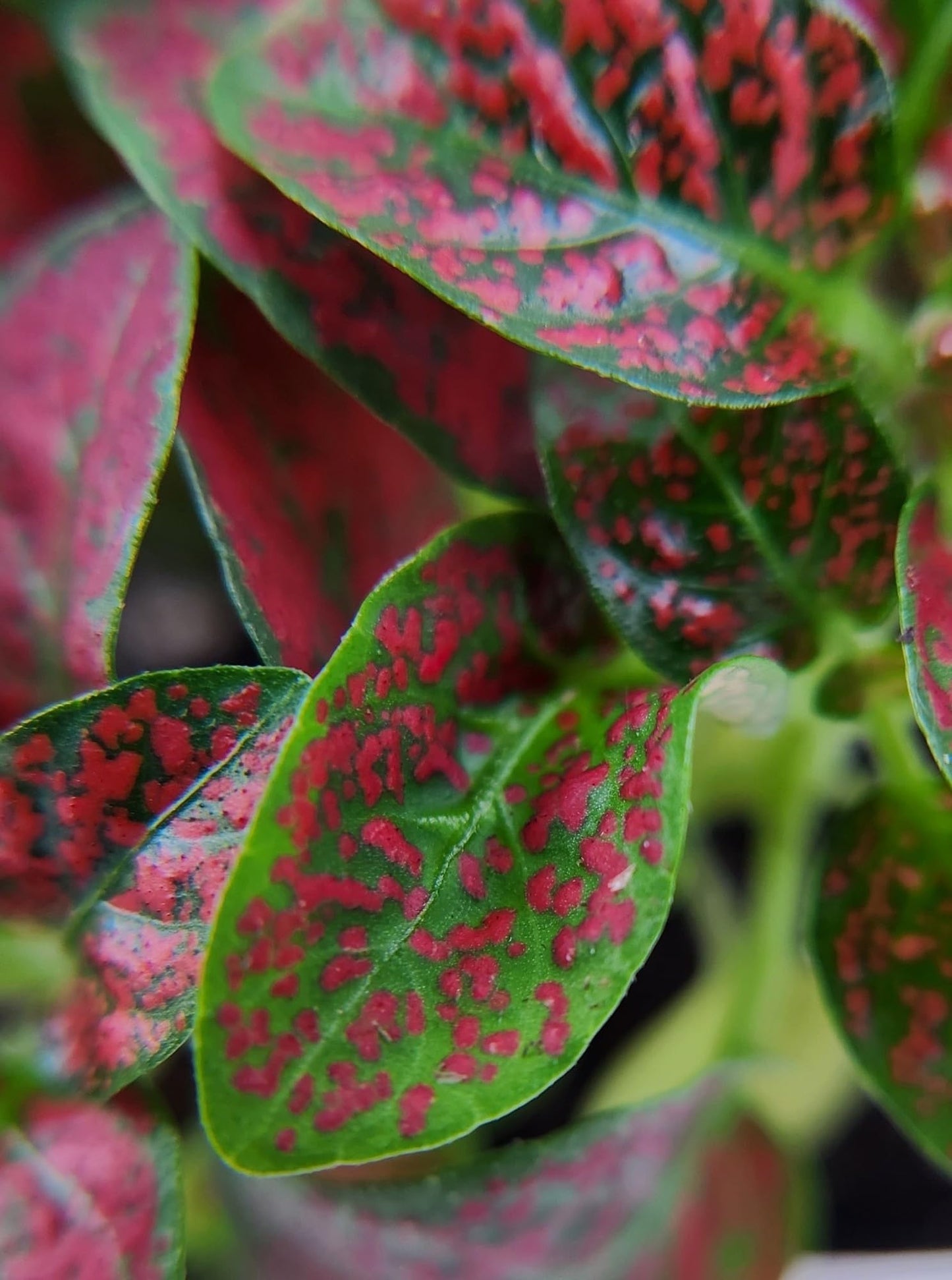 Josh's Frogs Hypoestes phyllostachy 'Red Splash'