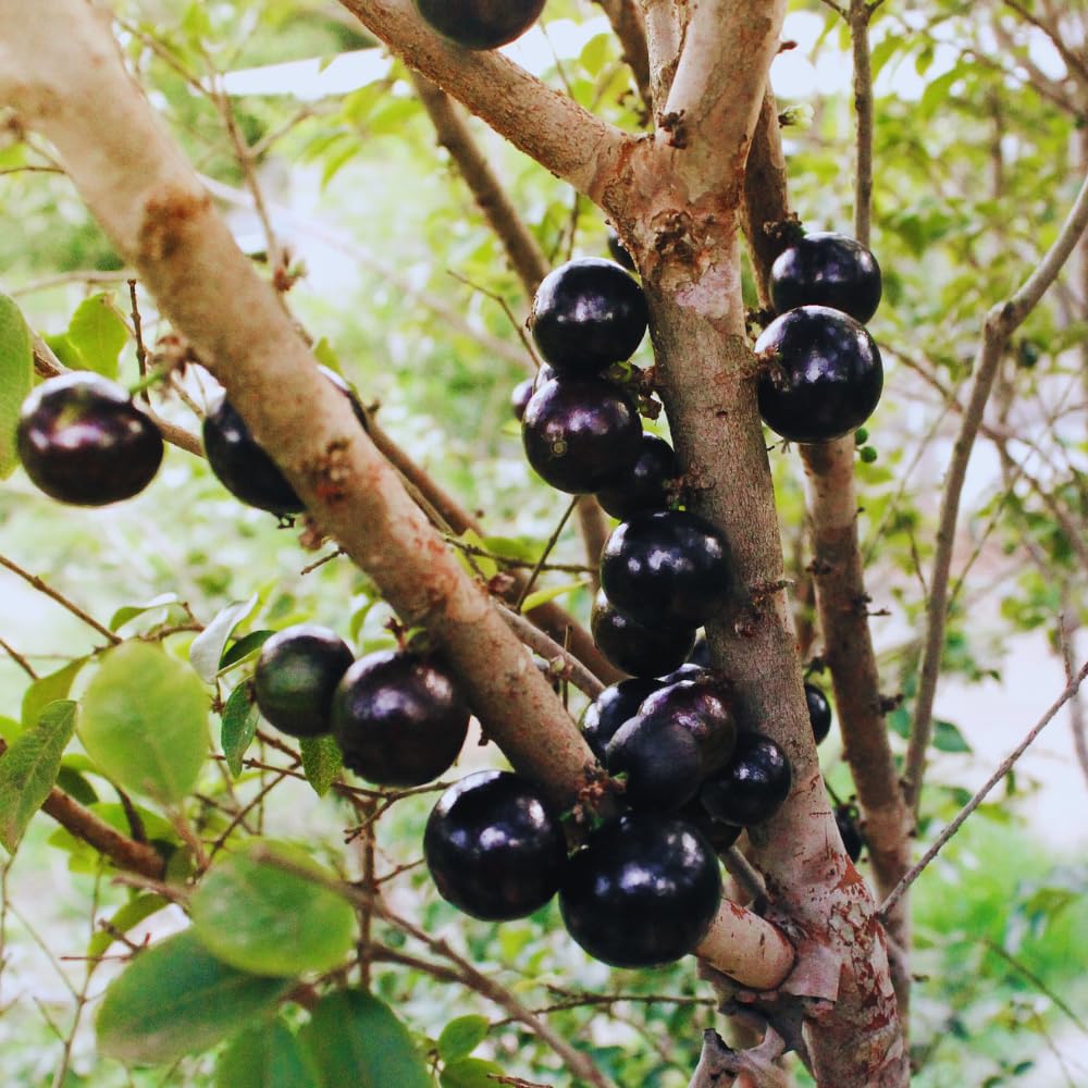 Black Jaboticaba Tree Live Plant, 1 Feet Tall, Brazilian Jabuticaba Grapetree for Gardening Outdoor Indoor