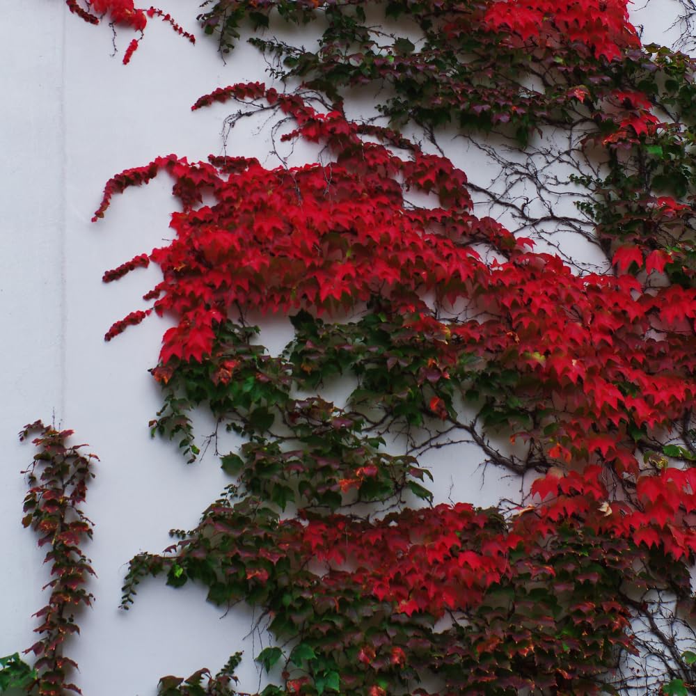 Boston Ivy Plant, Live Climbing Ivy Plant Starter in Pot, 3-6 Inch Tall, Outdoor Garden Planting