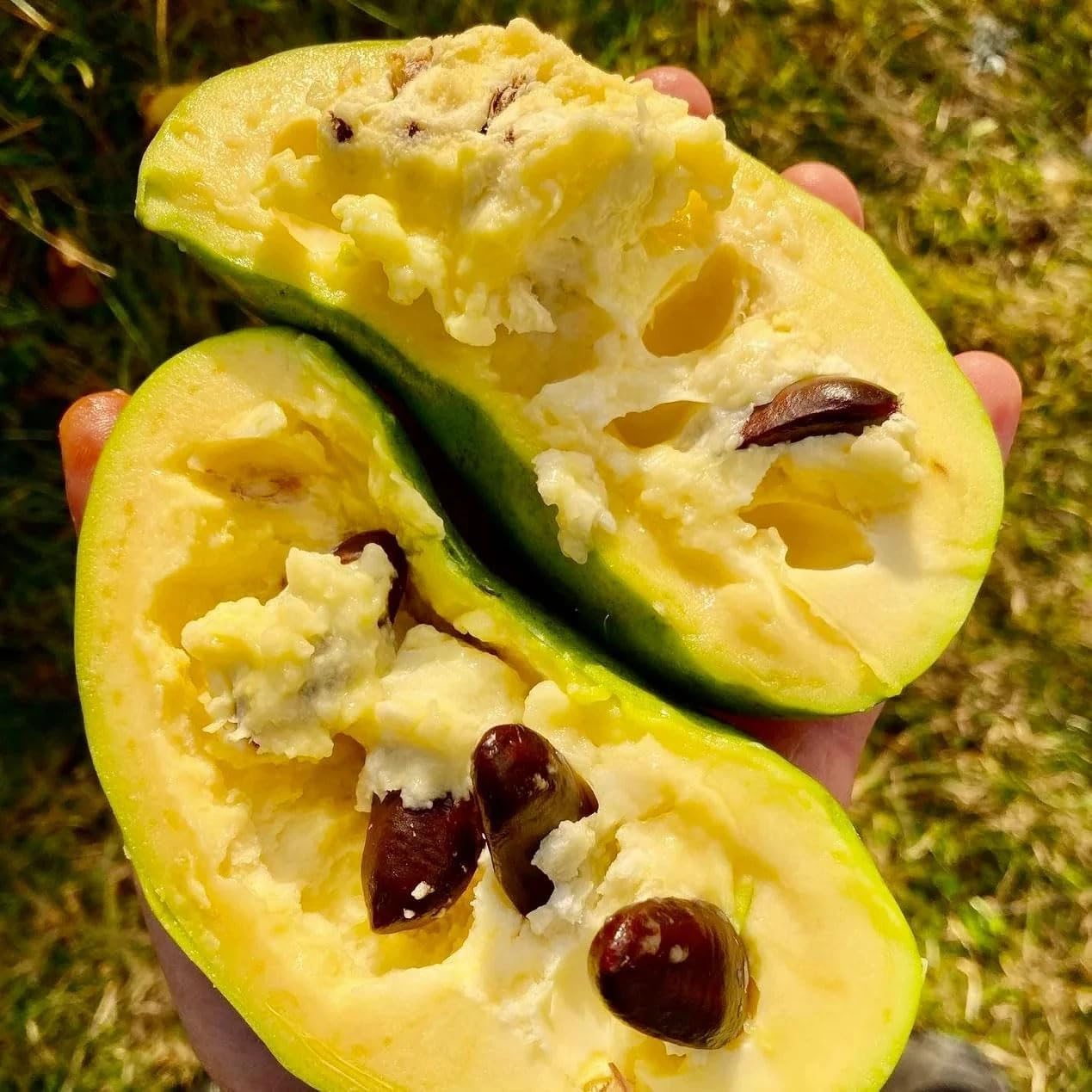 Paw Paw Tree Seeds – Asimina Triloba North American Custard Apple (Banana Papaw, Banango, Mango) – Moist Seeds for 2025 Planting – Perennial USA Native Fruit Trees – 15 Seeds