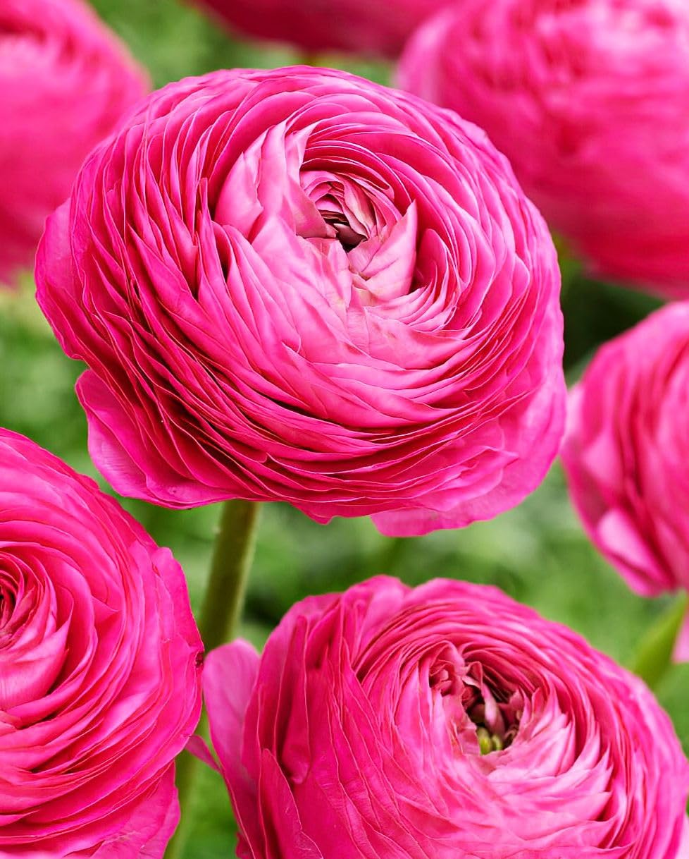 Mixed Peony Ranunculus Bulbs- Persian Buttercup -10 Corms Bulbs Flowering Blooms Perennial Bulbous Root Garden Plant (Pink)