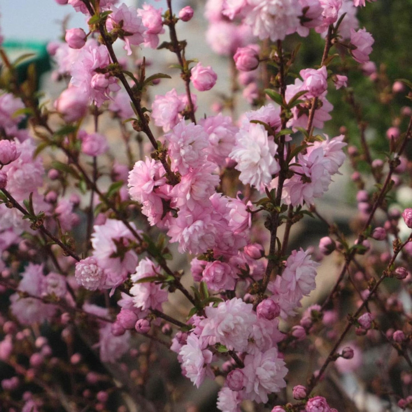 Almond Live Tree Plant, Pink Flowering Almond in Quart Pot, 8-10'' Tall, Perennial Ornamental Flower for Outdoor Garden