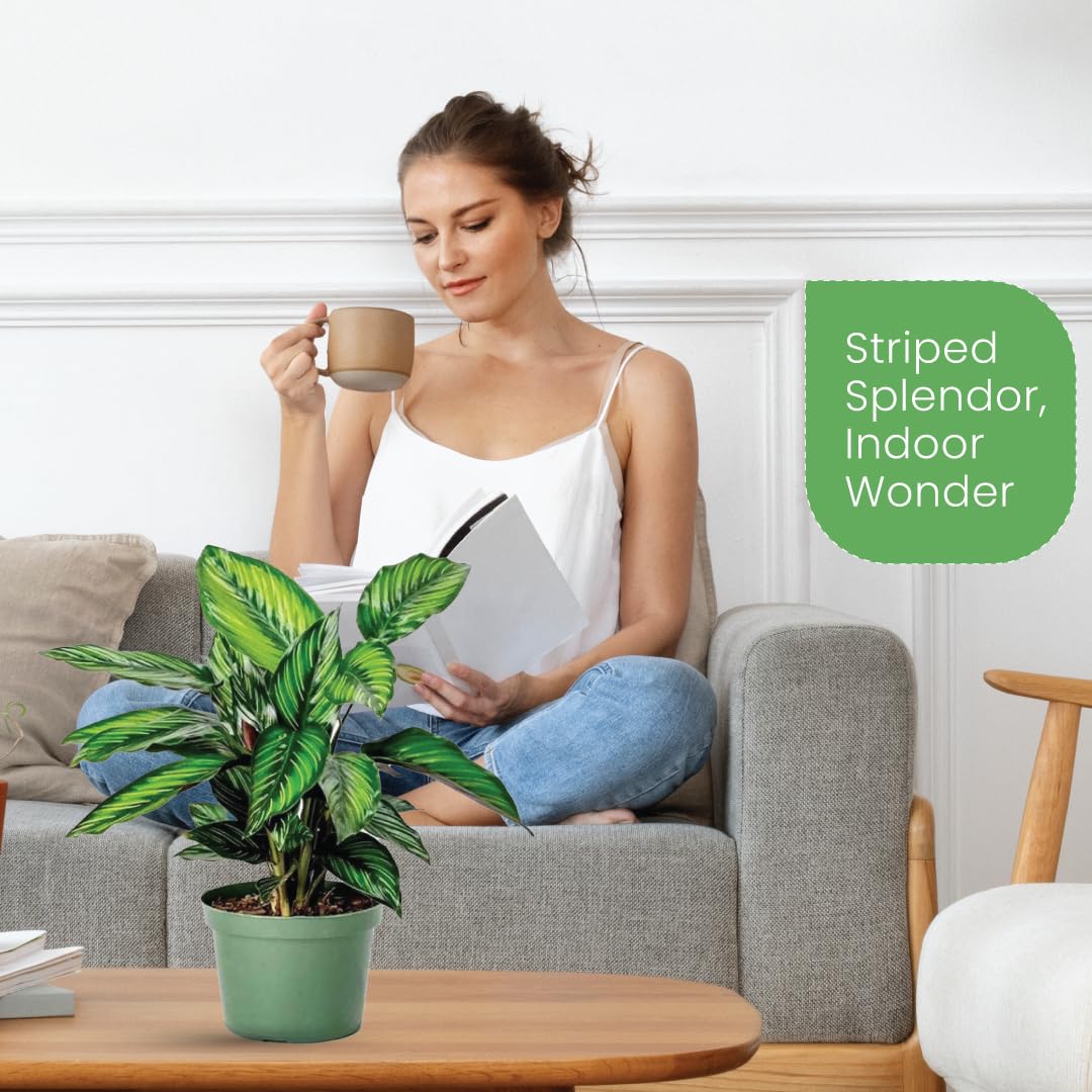 American Plant Exchange Live Calathea 'Beauty Star' – 6-Inch Pot Cover – Pet-Friendly Tropical Houseplant with Striped Green Leaves for Low Light Homes, Offices, Shelves & Indoor Décor