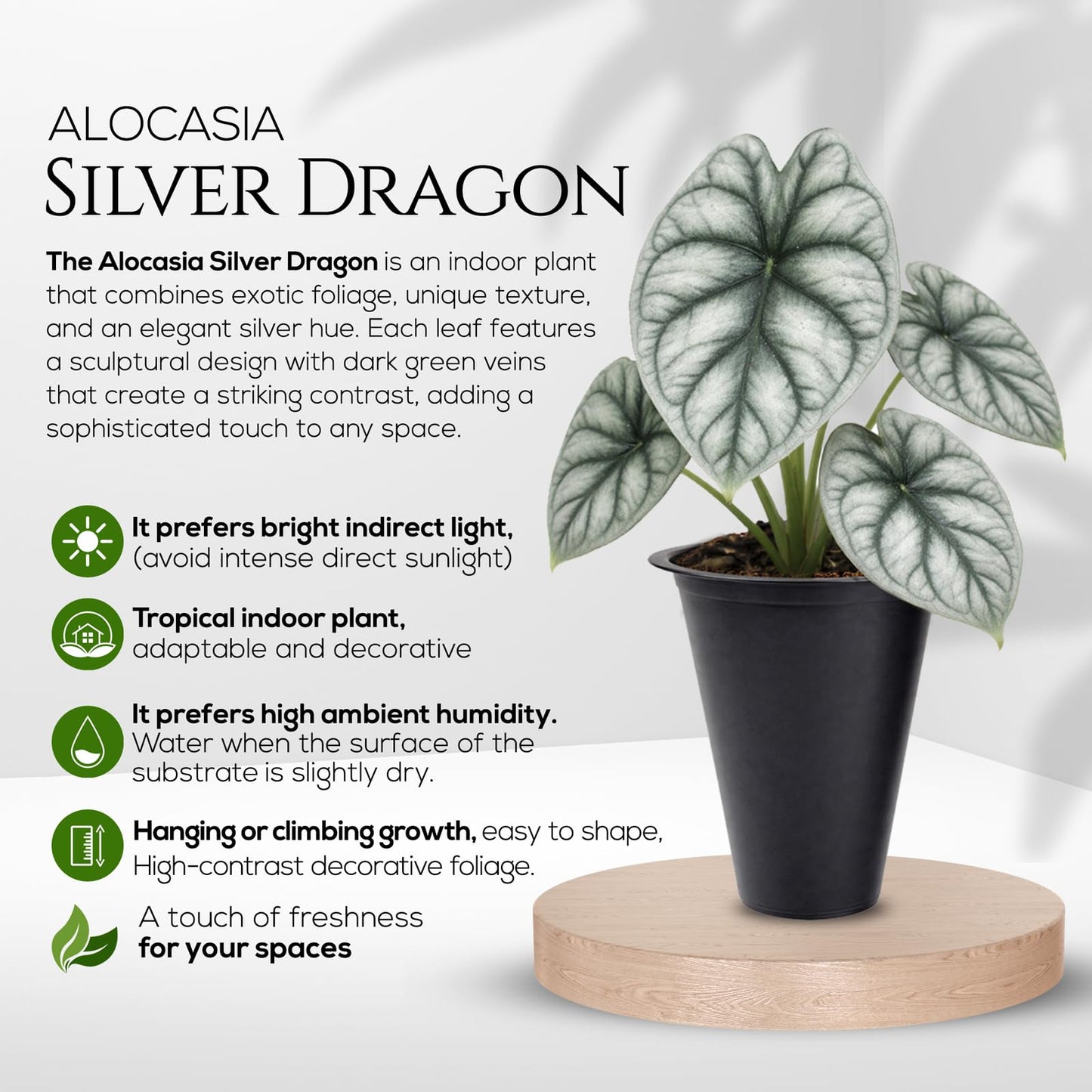 Alocasia Plant Collection (4 Pack) -Cuprea, Mickey Mouse, Silver Dragon, Dragon Scale- Rare Indoor Houseplants, Exotic Elephant Ear Plants Live, Live Starter Plants.