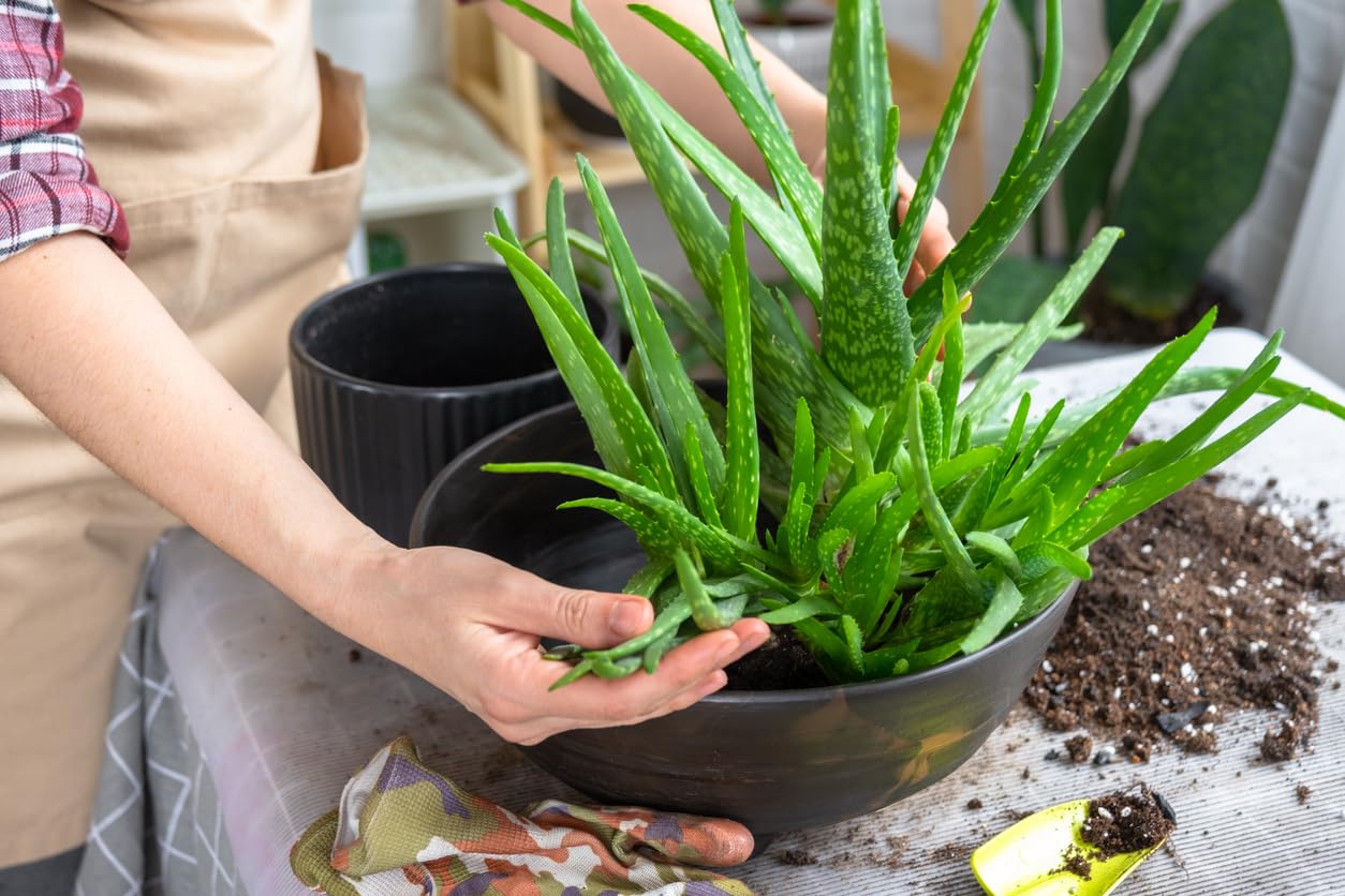 Aloe Vera Live Plant, Live Plant in 3" Grower Pot, Easy Care, Houseplant, Succulent