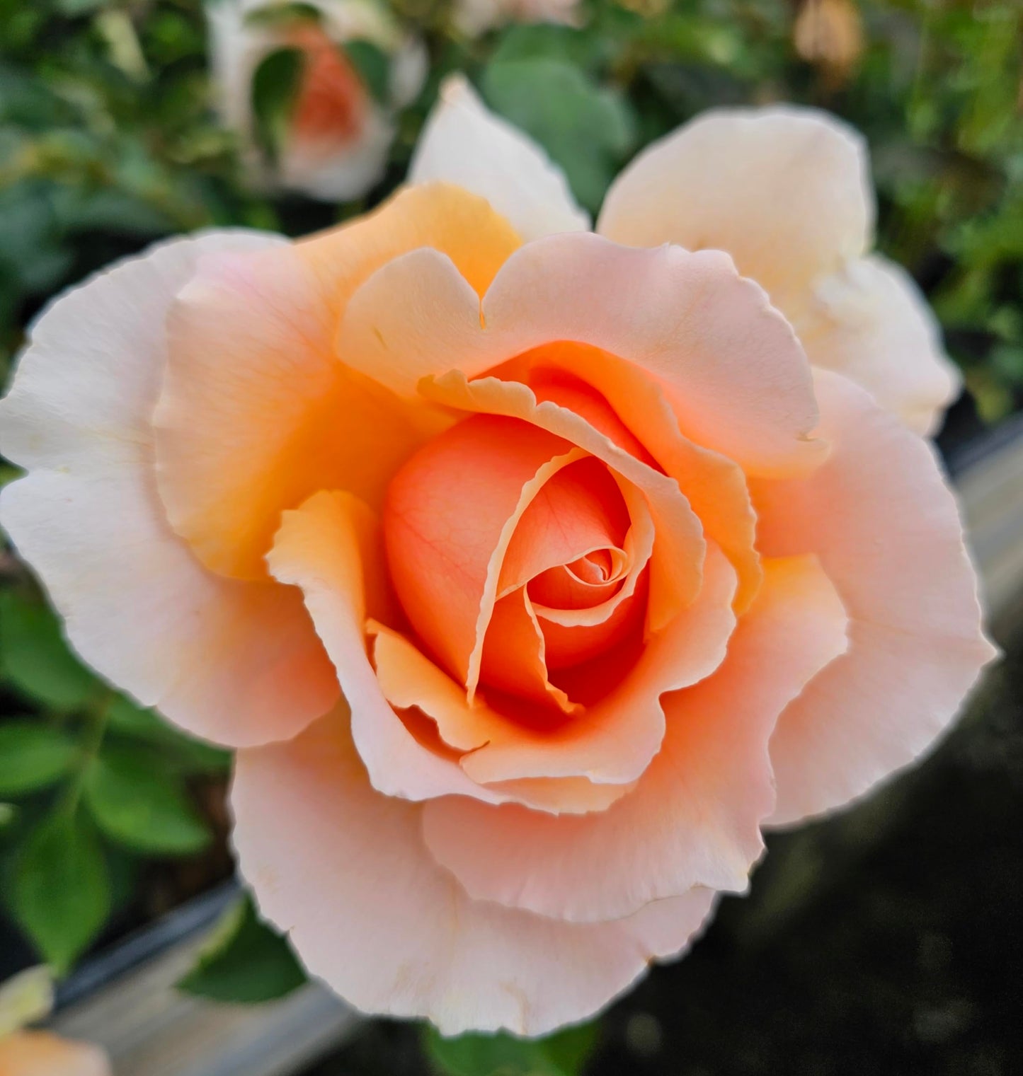 Just Joey Apricot Rose Bush, Rose Bushes Ready to Plant, 2 Quart Pot, Plant Gifts, Roses Live Plants (Apricot - Just Joey Rose)
