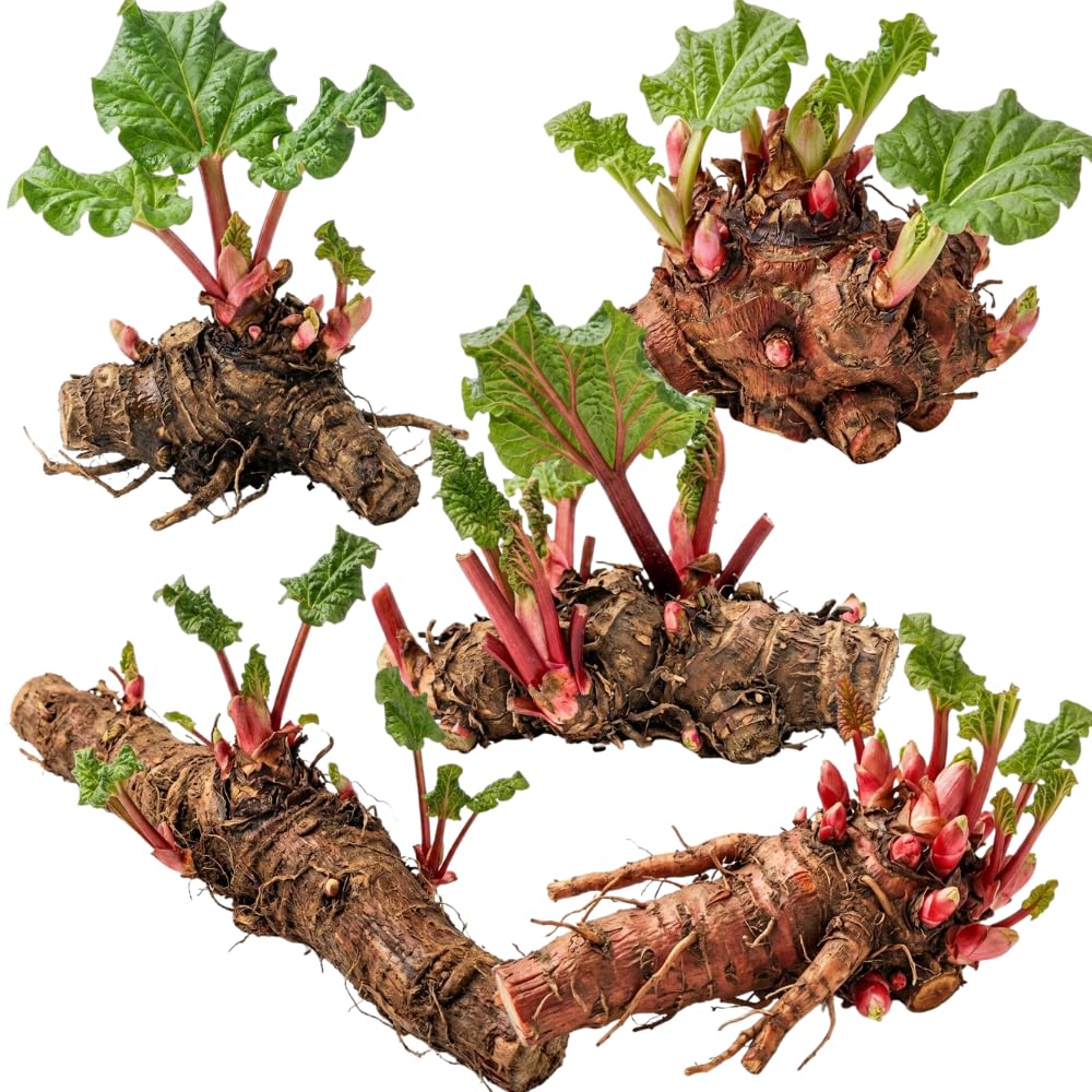 5 XL Size Rhubarb Roots for Planting, High Yield Rhubarb Plants Live, Large Crowns Cold Hardy, Zones 2-8