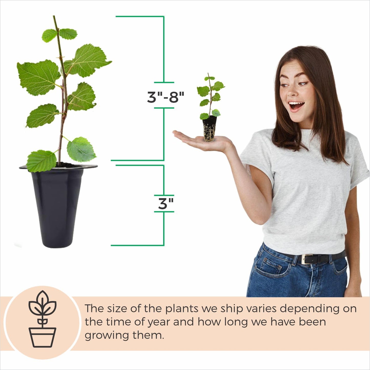 Mulberry Illinois Everbearing Plant (4 Pack) | Real Live Fruit Plants for Sale| Easy to Grow Live Plants for Organic Gardens | Organic Landscaping, and Indoor or Outdoor Planting.
