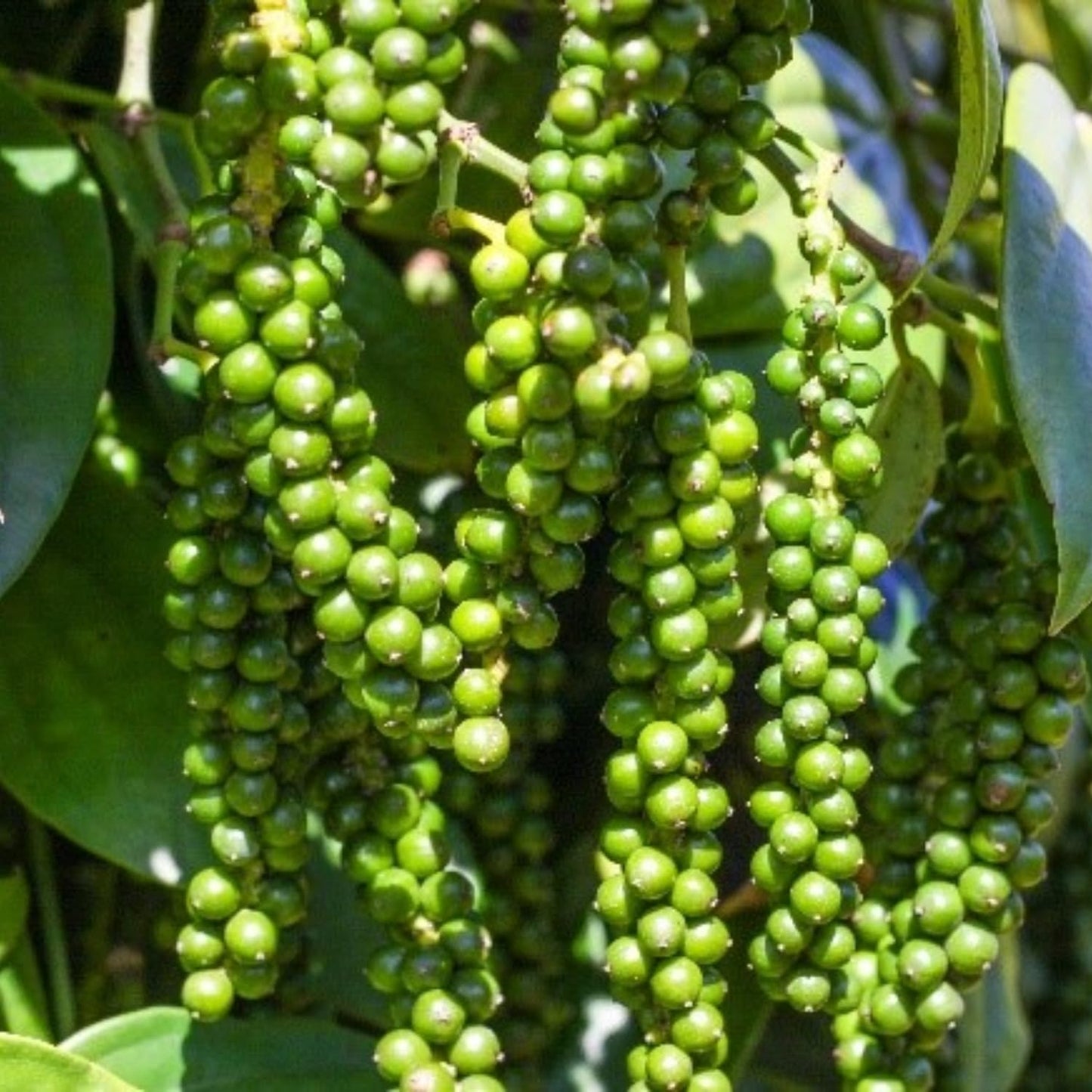 2 Black Pepper Plants, 4-7" Tall Black Pepper Plant Live, Piper Nigrum Starter Plant, Well Rooted for Garden Growing
