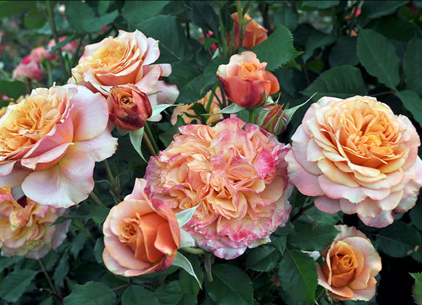 Crazy Love Rose 1.5 Gallon Potted, Own Root Live Plant, Orange Flowers Heavy Reblooming Floribunda, Stargazer Perennials