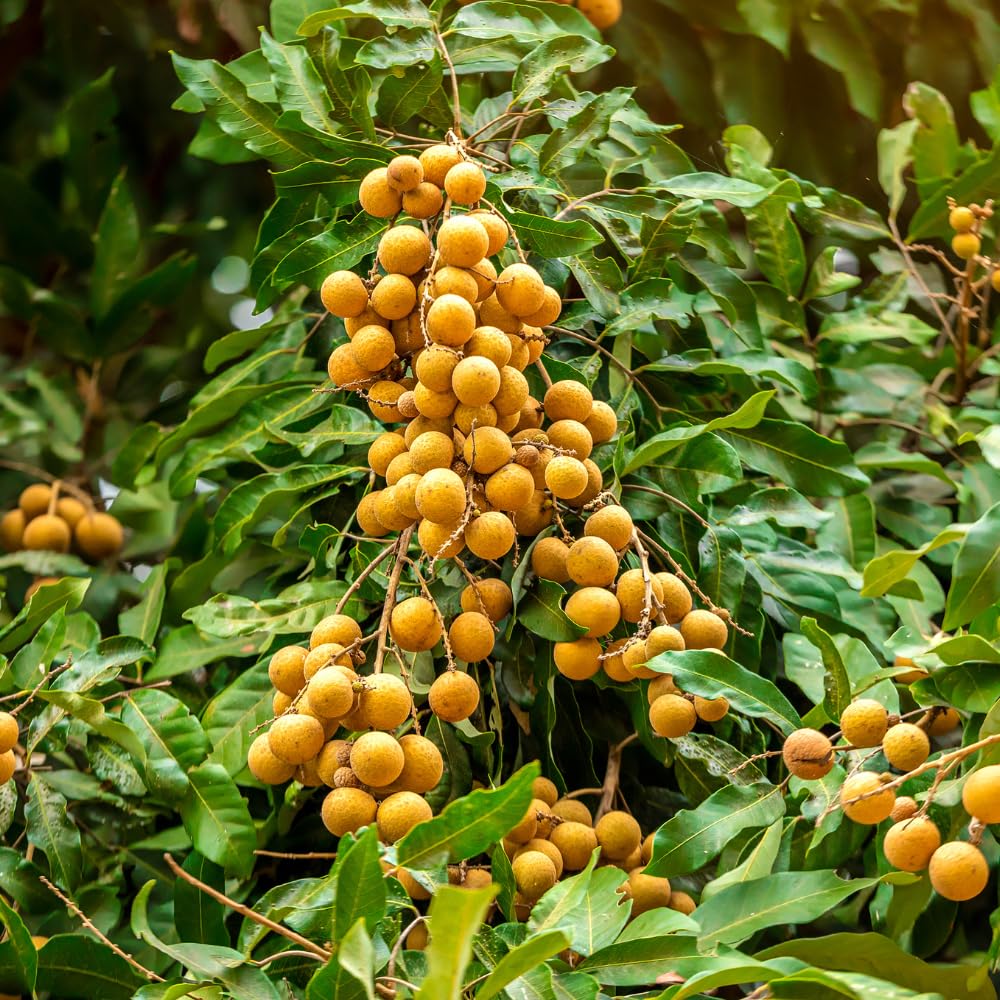 Live Longan Tree, Longan Fruit Plant in 4" Pot, Hardy and Sweet Tropical Fruit Tree, 6 to 8 Inches Height