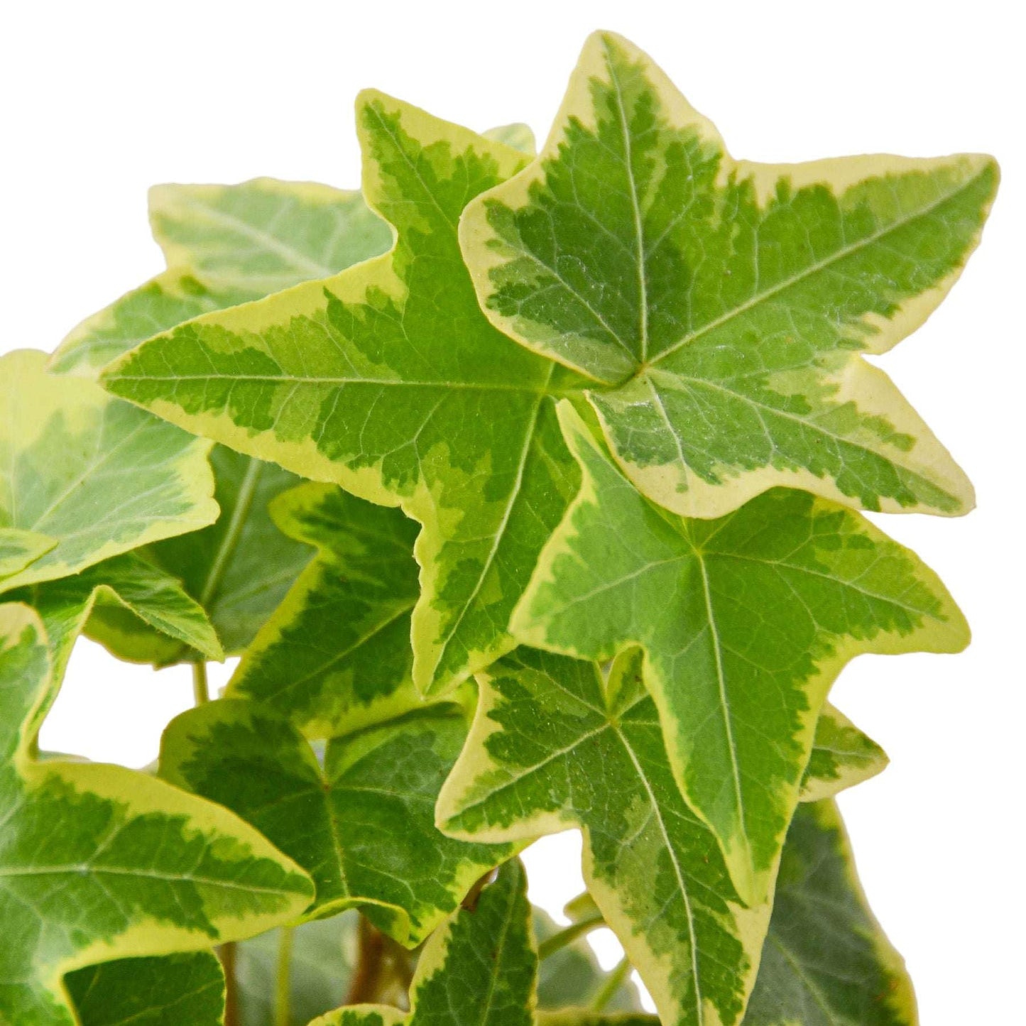 English Ivy Gold Child Live Plant for Indoor | Different Houseplants in 4'' & 6'' Pot | Real House Plant for Living Room, Office, Desk & Bathroom | Common Ivy
