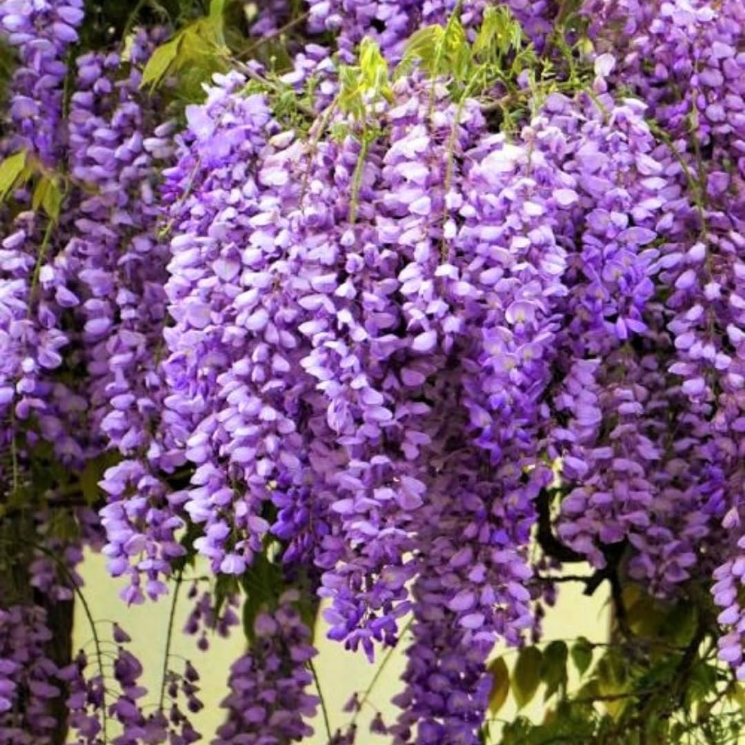 Purple Wisteria Tree Live Plant, 6 to 15 Inch in Height, 2.5 Inch Pot, Well Rooted, Wisteria Vine Plant, Wisteria Tree Live Plant