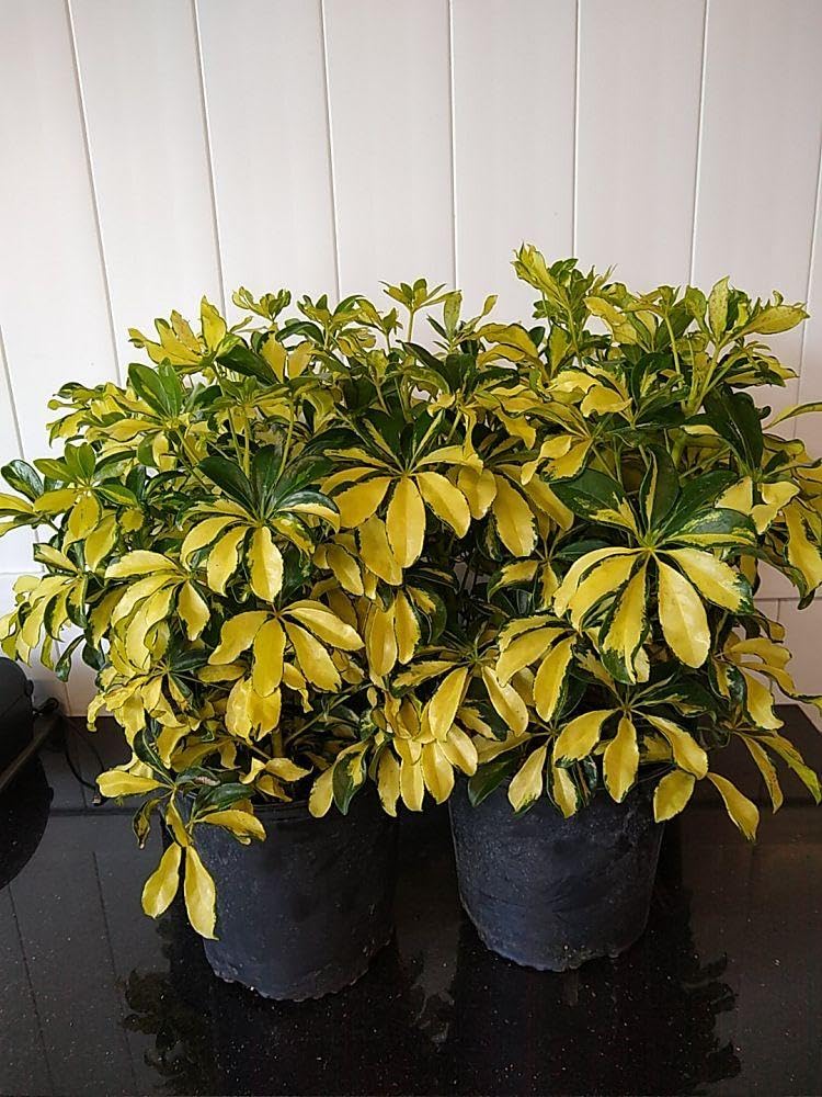 RedCrocus - RedCrocus Trinette Umbrella Plant Schefflera arboricola Variegated Indoor Outdoor Foliage Decor 10" Pot