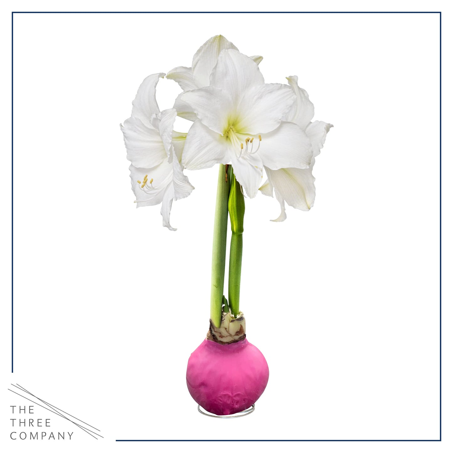 Waxed Amaryllis Bulb - Pink Wax, White Blooms - Easy Care - No Watering Needed! Beautiful Spring Décor