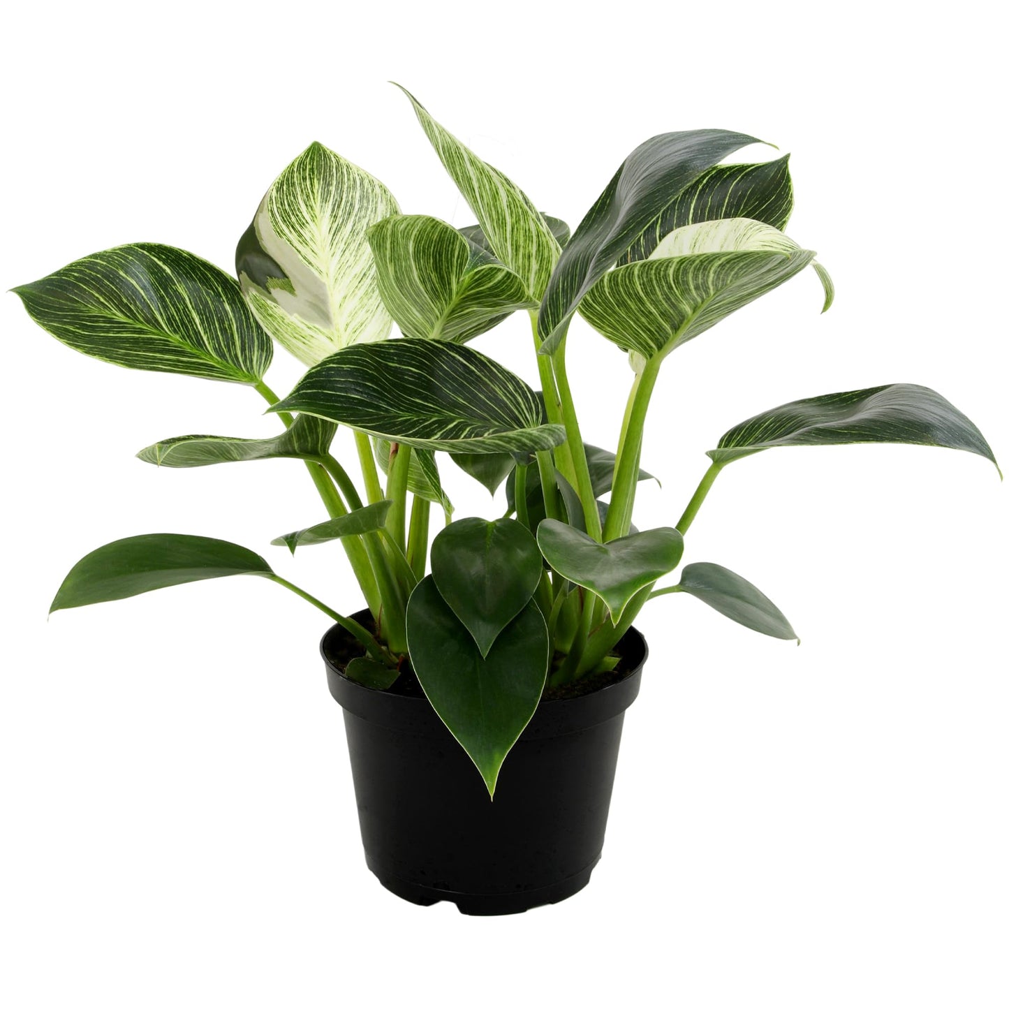 Variegated Philodendron Birkin Houseplant, Powerful Air Purifying Plant, Easy to Grow, Upright Philodendrons, Popular Live Indoor Plants, 6 in. Grower Pot