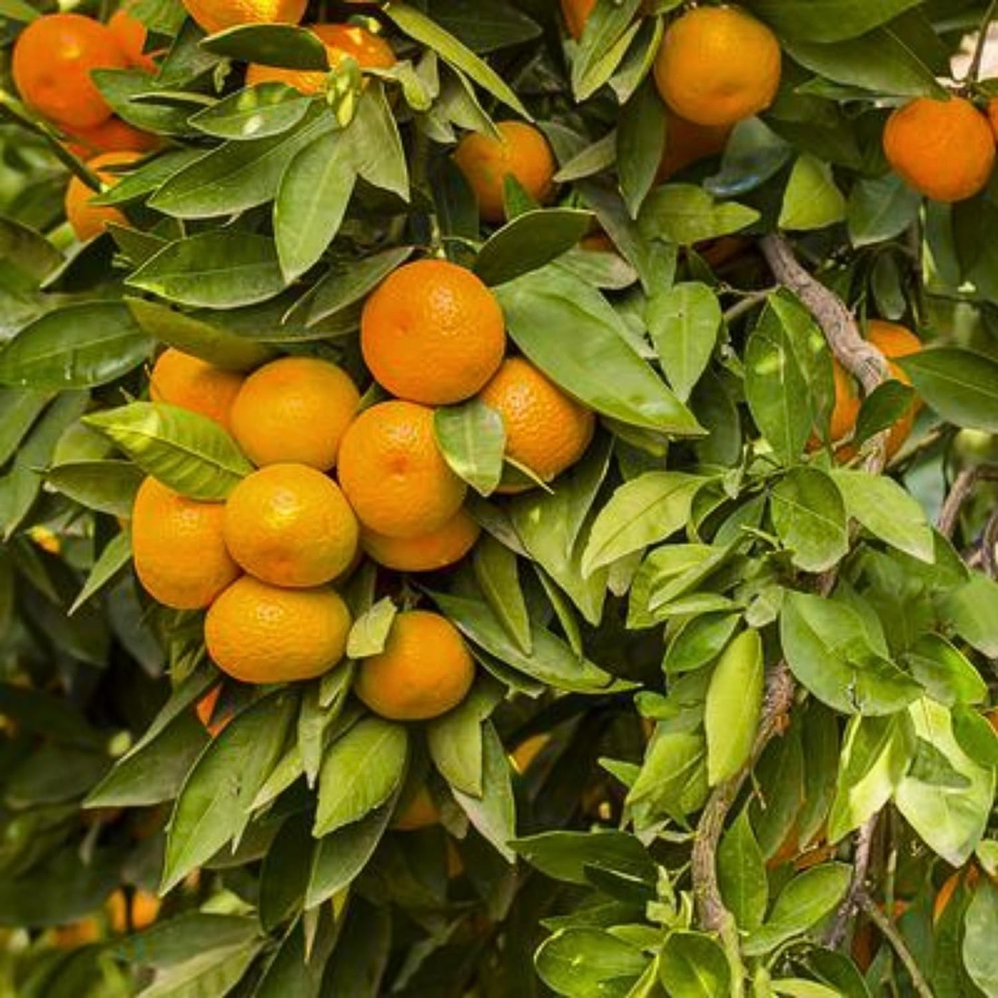 Calamansi Tree Live Plant, Calamondin Citrus Tree, Fruit Bearing Already, 2-3 Feet Tall in 3 Gallon Pot, Indoor Outdoor Planting