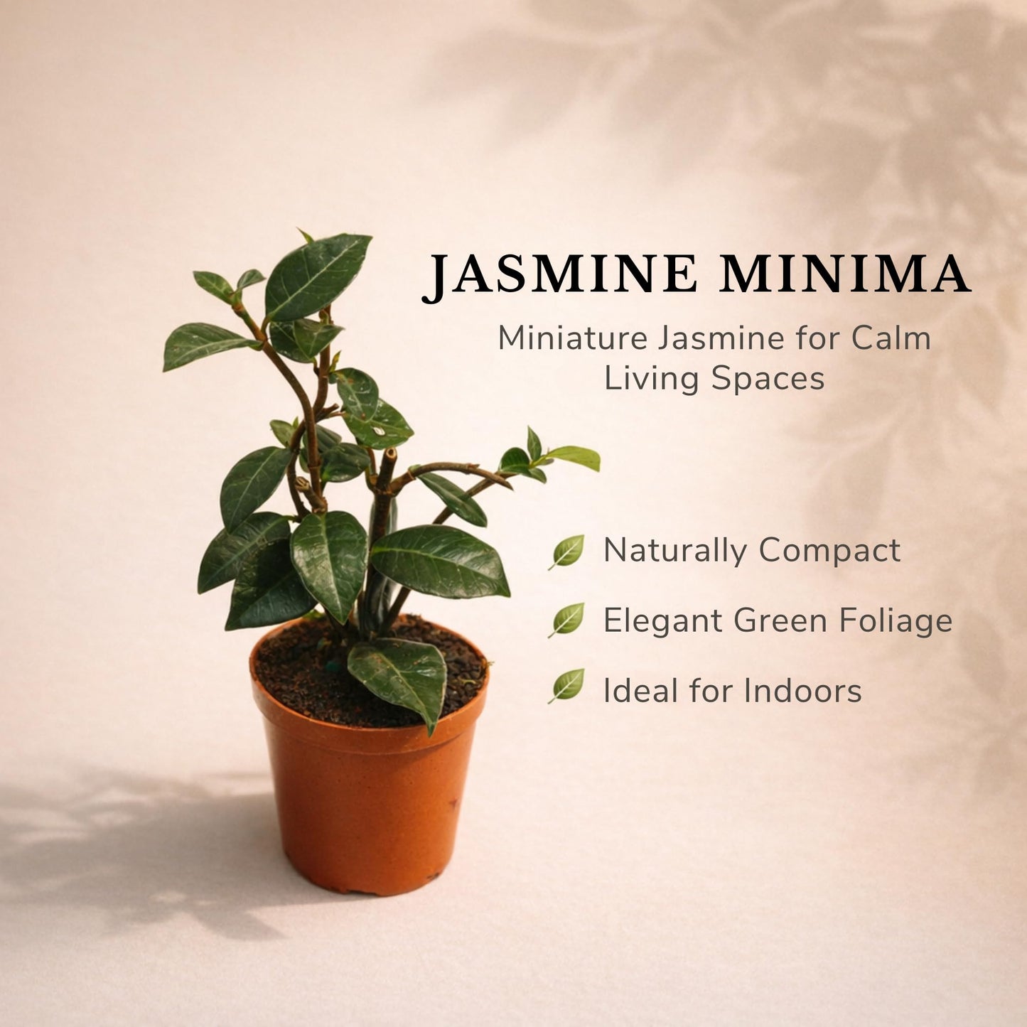 Live Jasmine Minima Plant in 2'' Pot – Dwarf Fragrant Jasmine Ideal for Small Spaces, Indoor Decor & Gift Giving (Heat Pack Included)