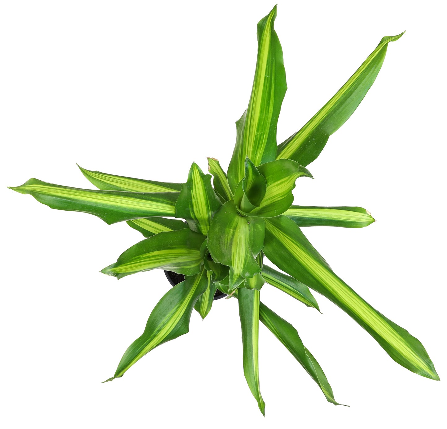 Dracaena Steudneri Moonlight 4 Pack House Plant, 4 Inch Pots for Plants, Dragon Tree Plants for Delivery Prime, Low Light House Plants, Live Plants Indoor Plants Live Houseplants by Plants for Pets