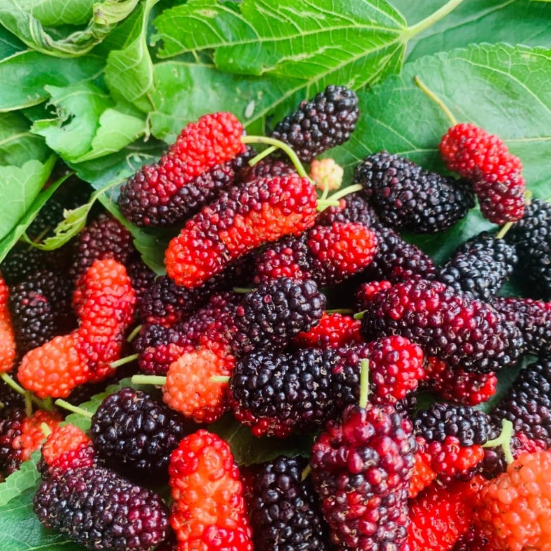 Red Mulberry Tree Live Plant, Hardy Well Rooted 4-8'' Tall, Mulberry Fruit Tree for Indoor Outdoor Spring Planting Mulberries