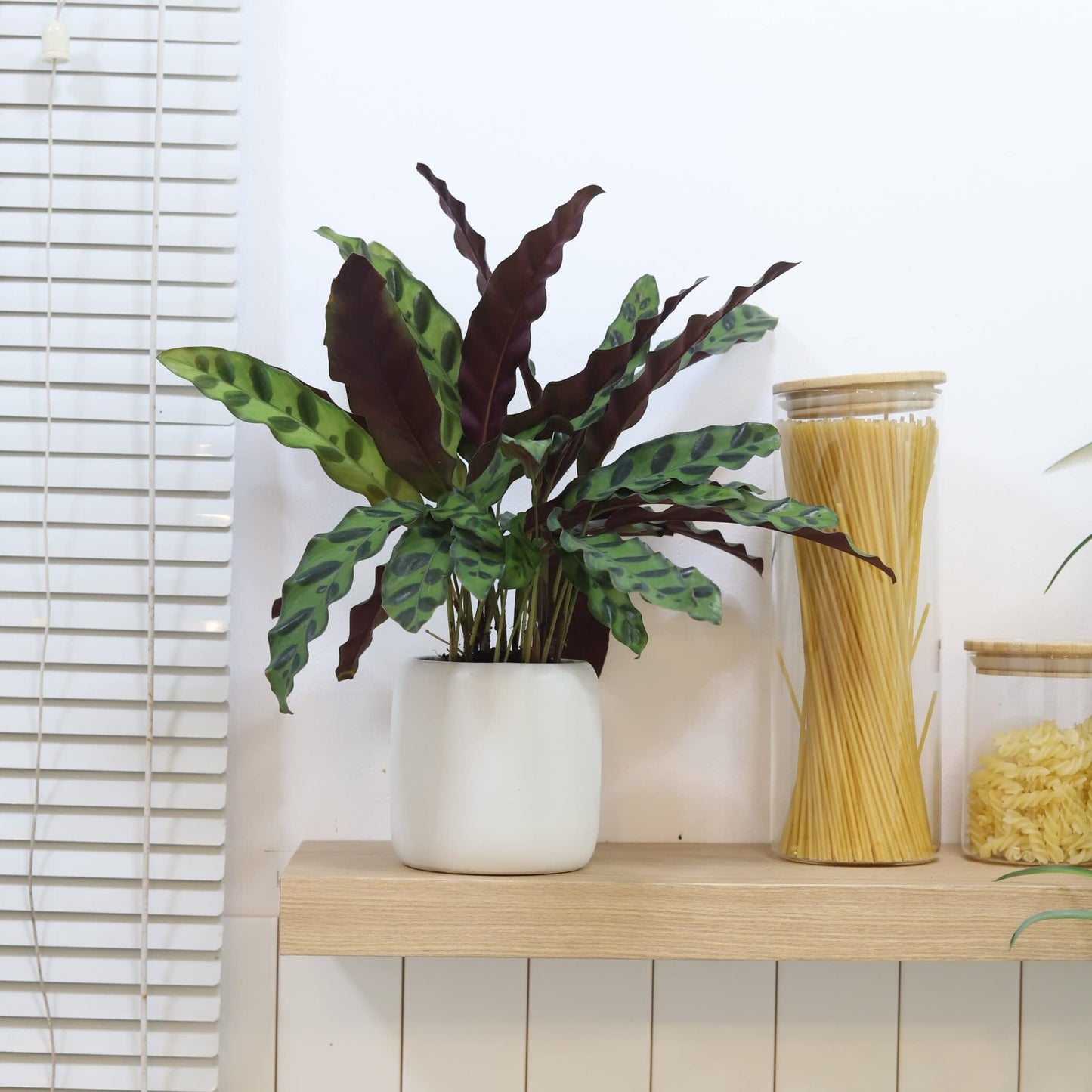 Calathea Lancifolia Rattlesnake Plant (4" Grower Pot) - Healthy Houseplant - Easy Care Indoor Houseplant