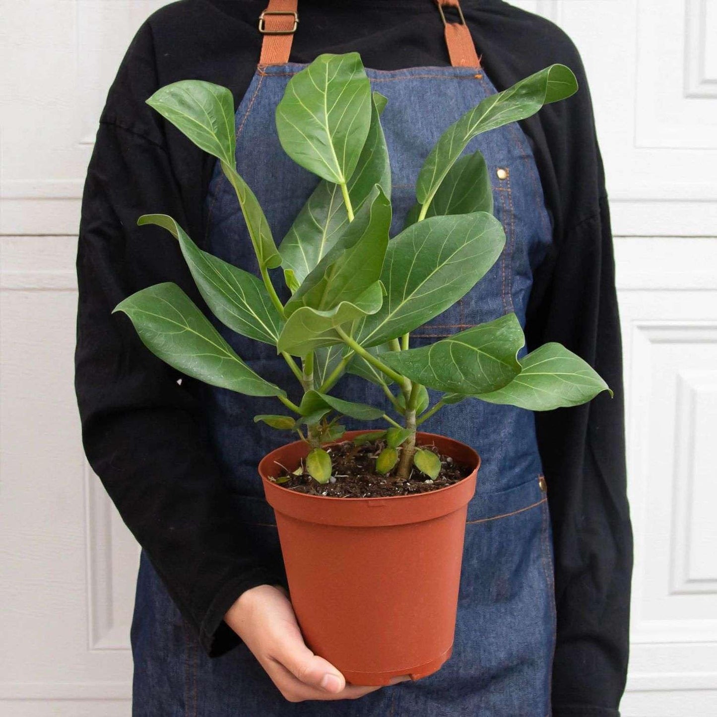 Ficus Elastica Audrey Live Plant for Indoor | Different Houseplants in 4'' & 6'' Pot | Real House Plant for Living Room, Office, Desk & Bathroom | Ficus Elastica Audrey