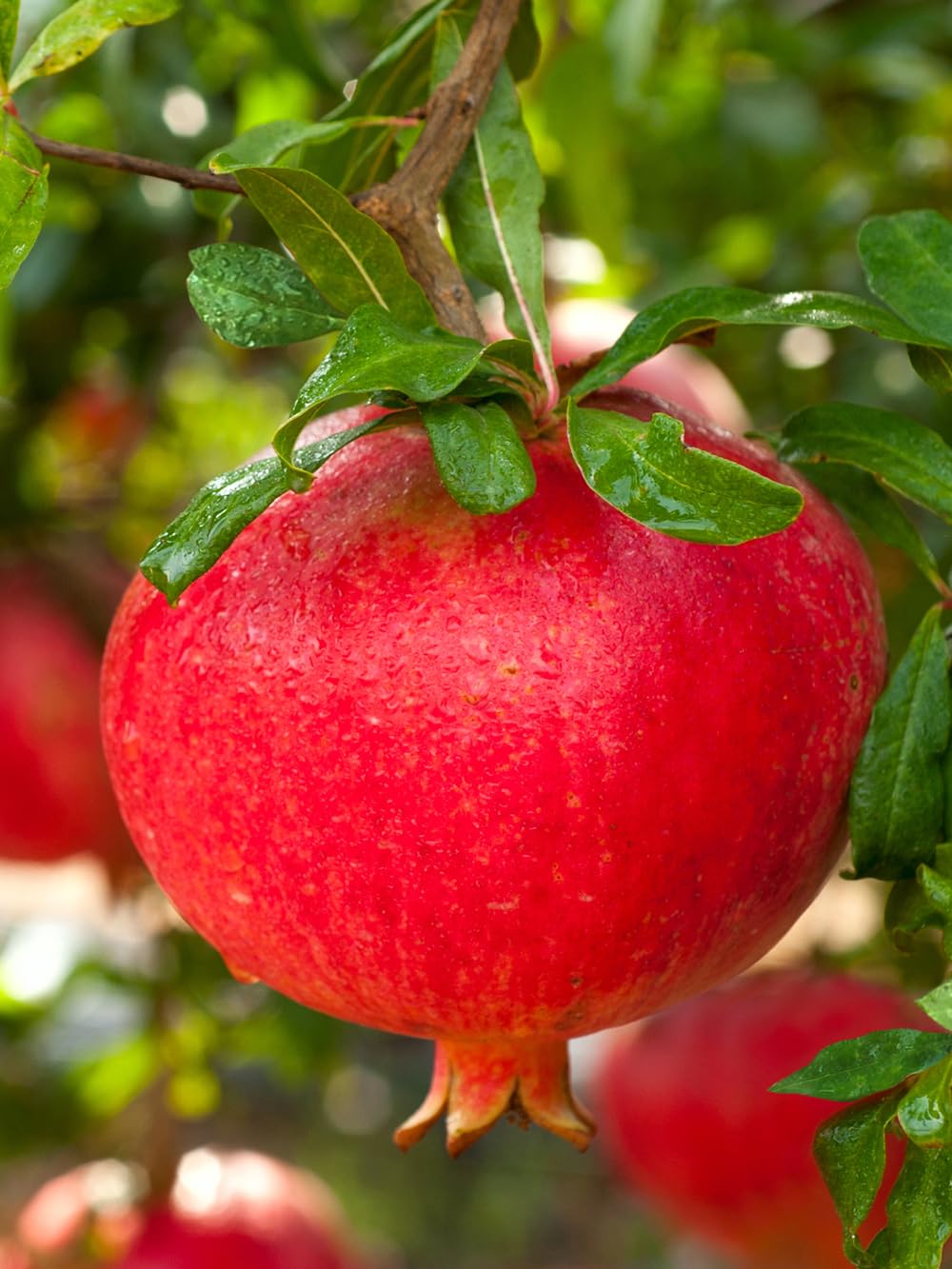 Russian 26 Pomegranate Tree, Fruit Bearing, Hardy, 1 gal Nursery Pot, 12-18 in Tree Height (Due to Agricultural Laws, we are Unable to Ship to CA, AZ, AK, or HI)