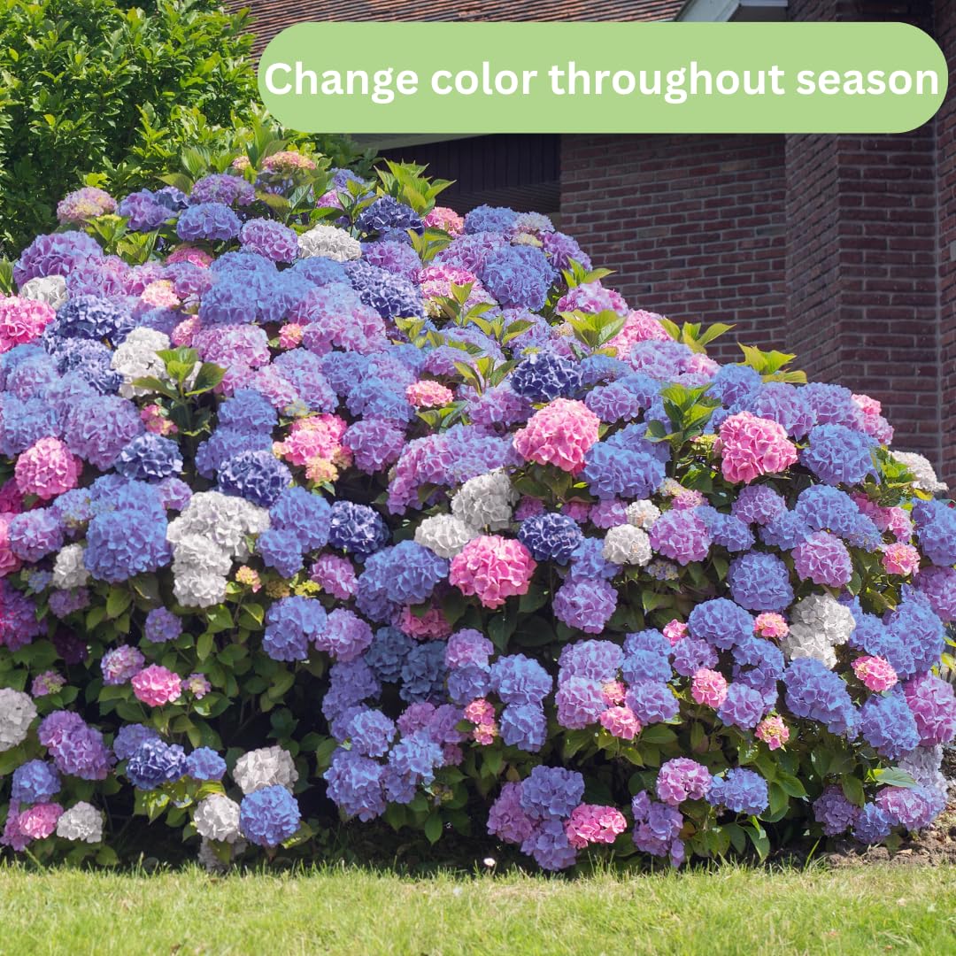 Winter Hardy Purple to Blue to Pink Shades Hydrangea Bush Tree Live Shrub Plant, 6-12" Blue to Smooth Pink to Purple Blooms, Established Roots, Dormant, No Leaf
