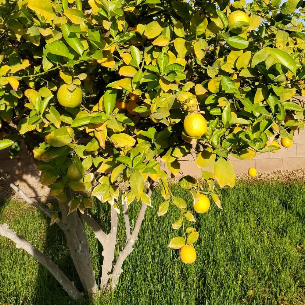 2 Meyer Lemon Tree Live Plants in 4'' Pot, Hardy Meyer Lemon Tree, Tropical Fruit Tree for Indoor and Outdoor Planting, Fragrant Citrus Plants, Well-Rooted, 3-5 Inches Tall