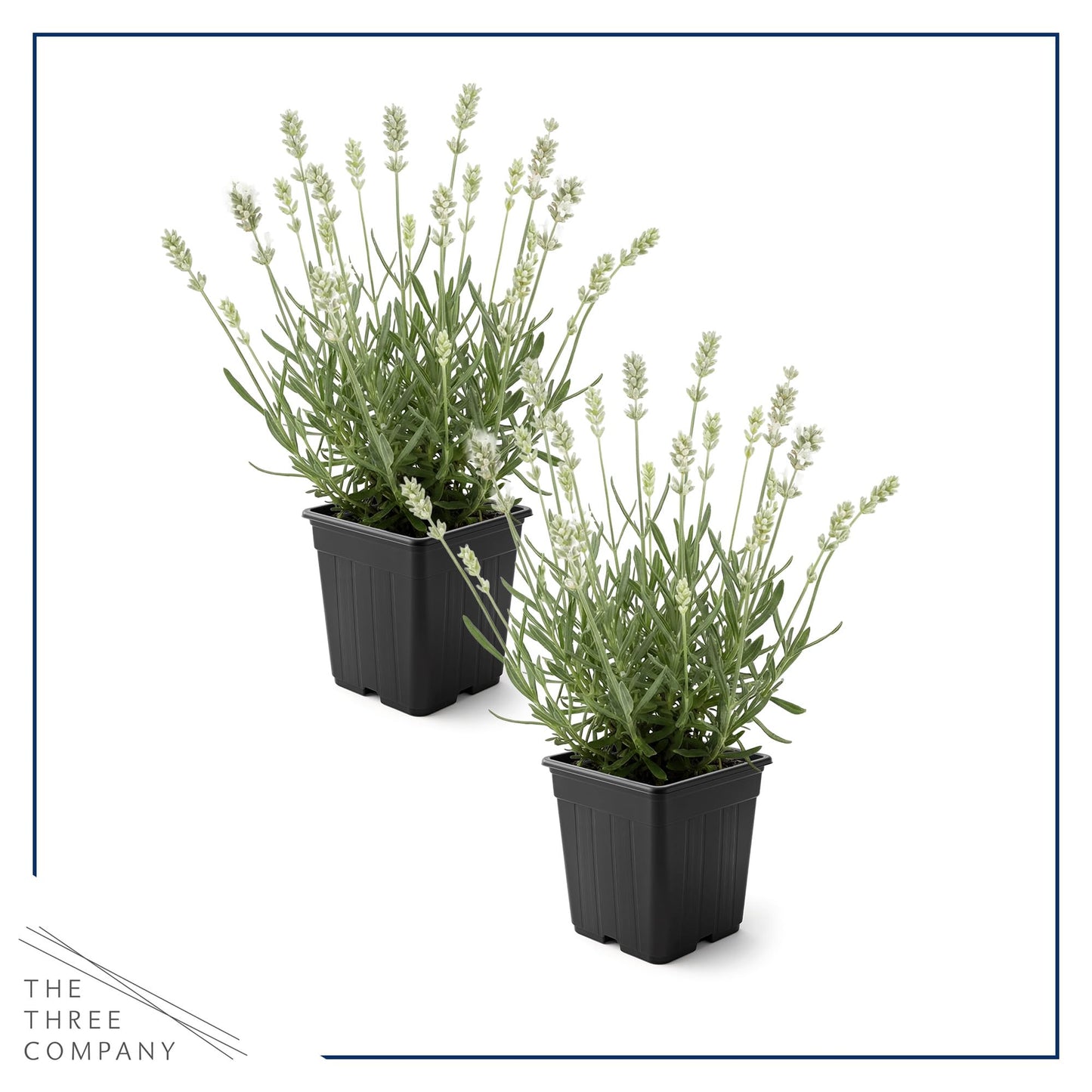 Live Lavender 2-Pack – White – Fragrant Sun Perennial Herb, Pollinator Friendly, 10” Tall, 1 Qt Pot