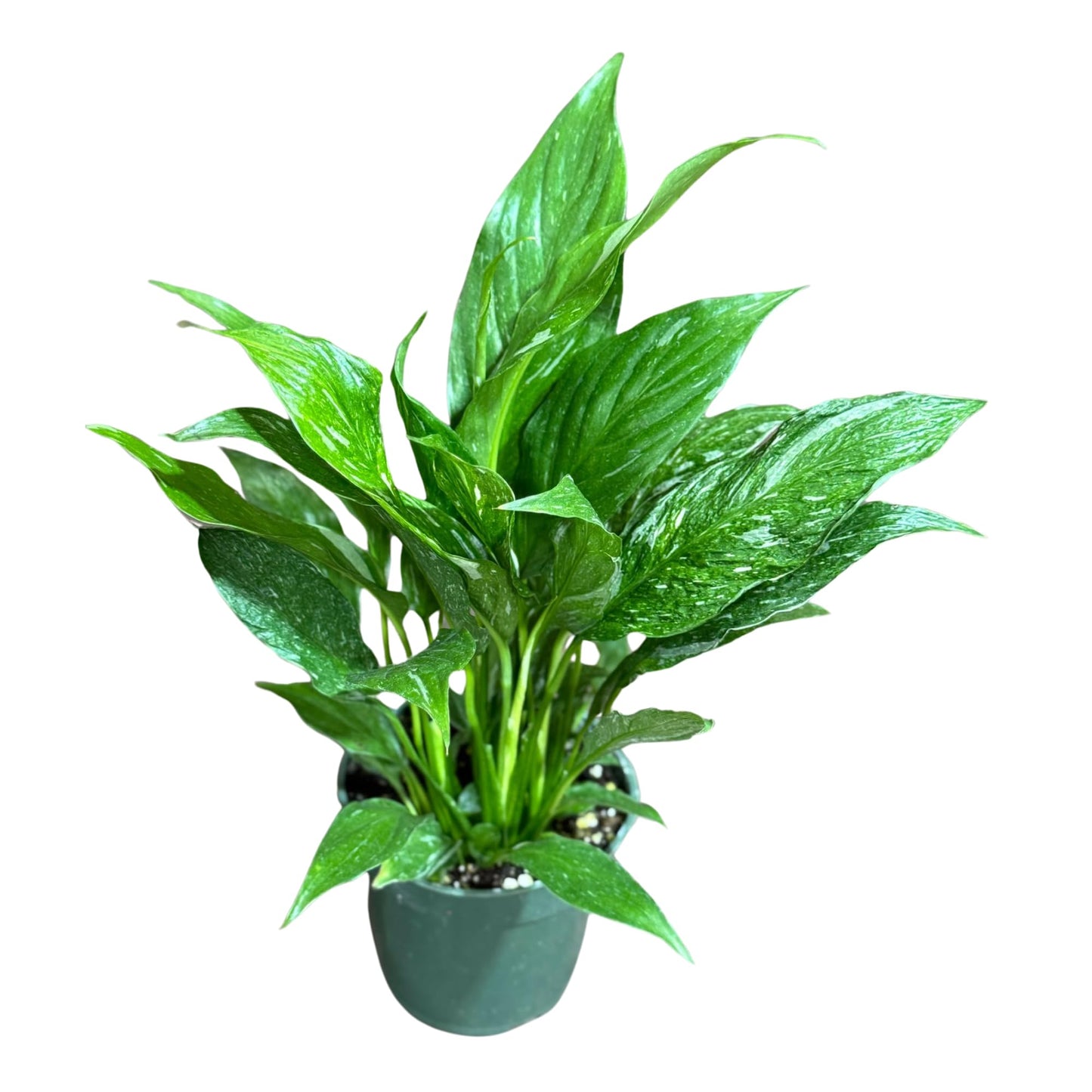 PLANTVERS Variegated Peace Lily Plant in a 4" Grow Pot – Spathiphyllum Peace Lily – Elegant Indoor Flowering Plant – White Flowering Plant – Air Purifying & Low Maintenance Houseplant - Blooming Plant