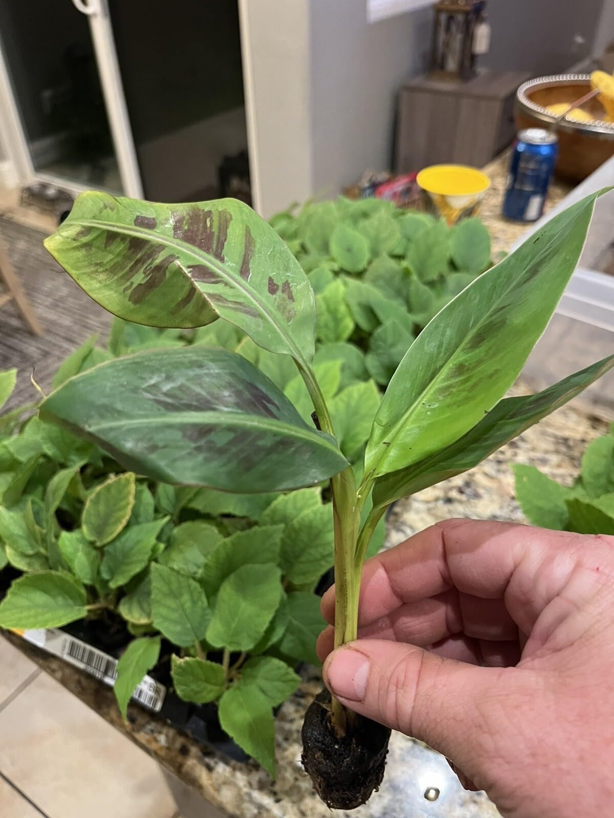 Live Plant - Dwarf Red Bananas 2- Edible Red Banana - Sumatrana X Cross