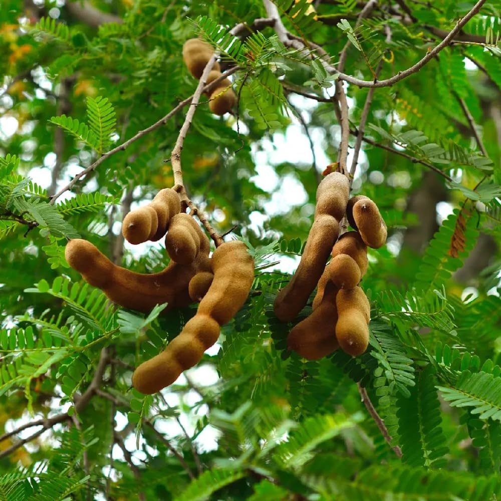 Sour Tamarind Tree Live Plant, Tamarind Plant, Well Rooted 2 Feet Tall, 3 Gallon Pot, Tropical Fruit for Edible Garden and Backyard, No Ship to CA